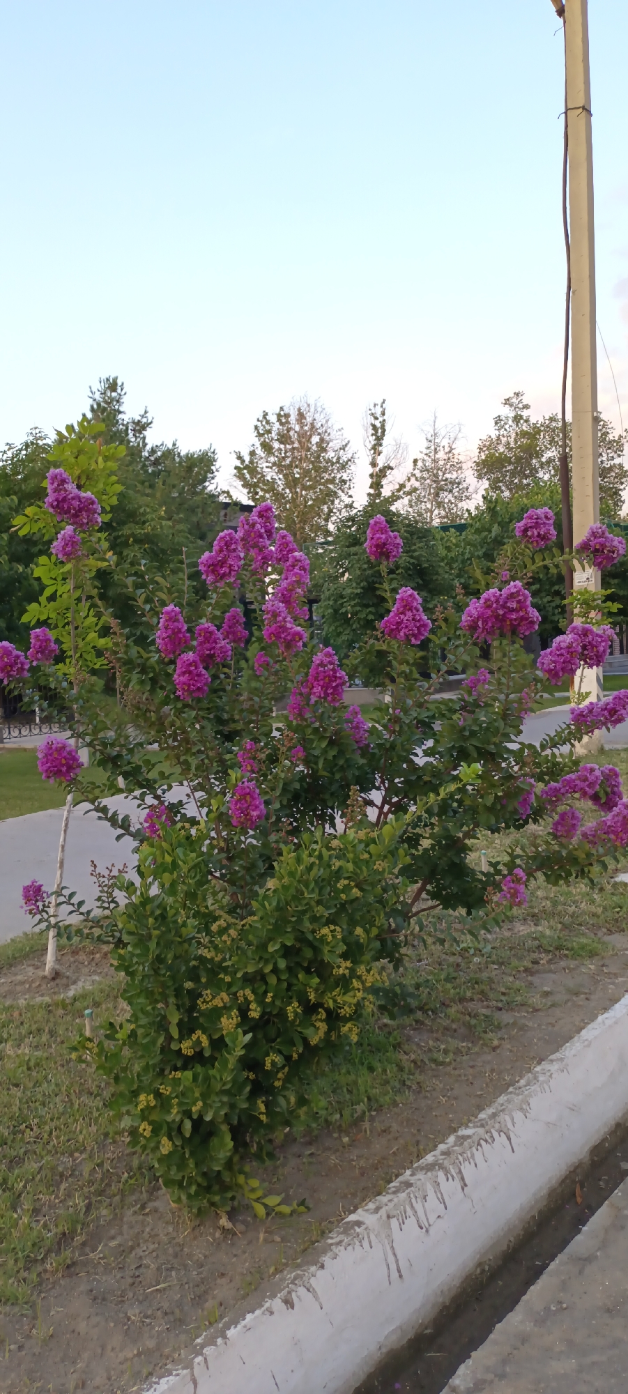 A vibrant flowering bush with clusters of bright pink blossoms stands prominently in the foreground of the image. The bush has lush green foliage and is positioned on a patch of grass bordered by a concrete curb. To the left of the bush, a paved pathway is visible, curving away into the background. Beyond the pathway, a line of trees forms a backdrop, with some of them appearing to be deciduous and others evergreen.
In the right side of the frame, a utility pole with wires is partially visible, standing tall against a clear, pale blue sky. The sky suggests it might be early morning or late afternoon, with soft, diffused light. The overall setting appears to be a park, a garden, or a landscaped area within a city, given the presence of the pathway, curb, and utility pole. There is no visible text in the image. The scene conveys a sense of natural beauty and tranquility.