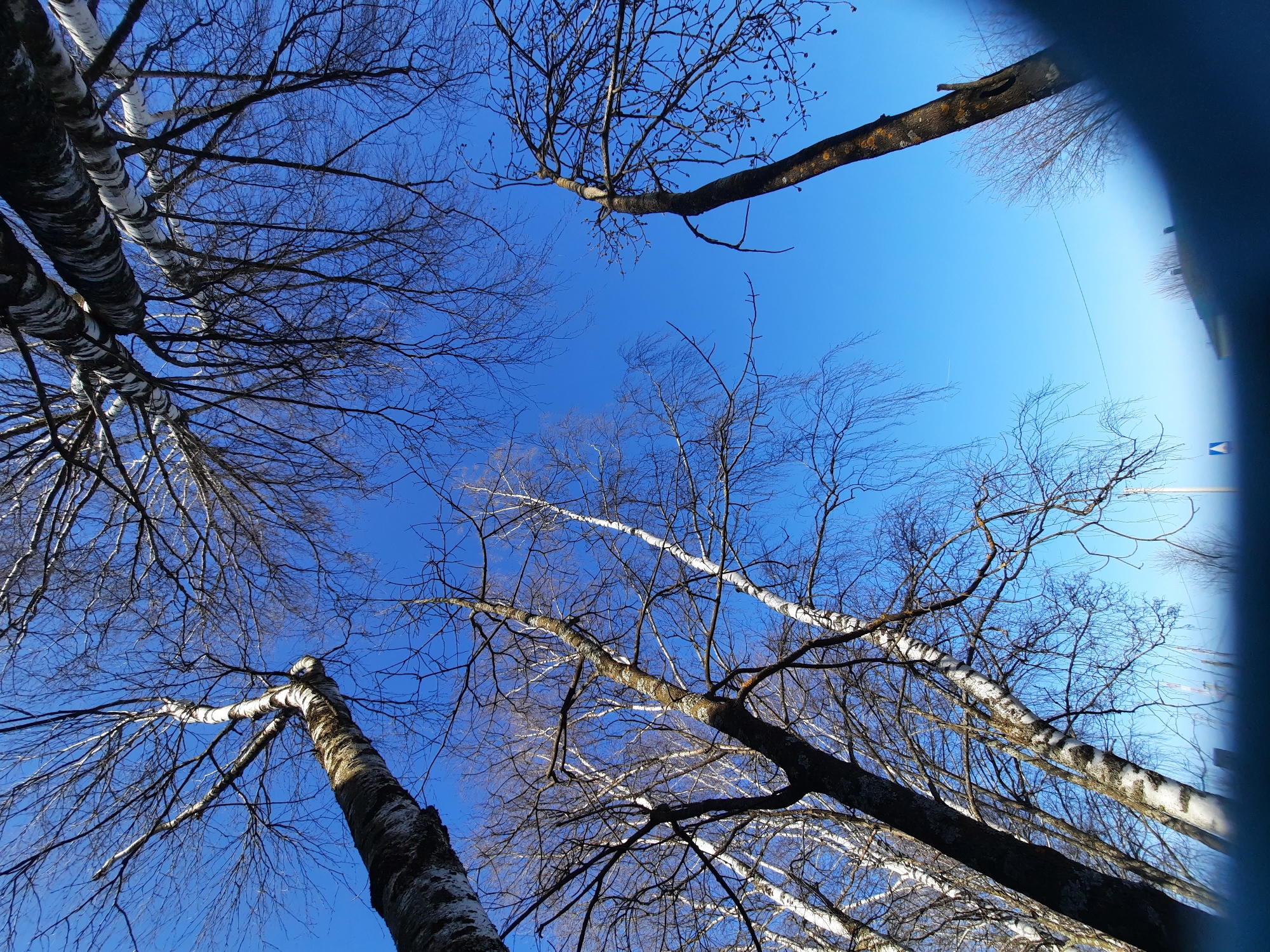 The image depicts a low-angle view of bare tree branches silhouetted against a clear, bright blue sky. The trees appear to be birch, given the distinctive black and white bark visible on some of the trunks. The location is Krasnogorskoye, Russia. There are no people or signs of human activity visible other than the trees themselves, which are indicative of a park or wooded area. The presence of bare branches suggests it is either late autumn or winter. A blurry blue object is in the right of the picture.