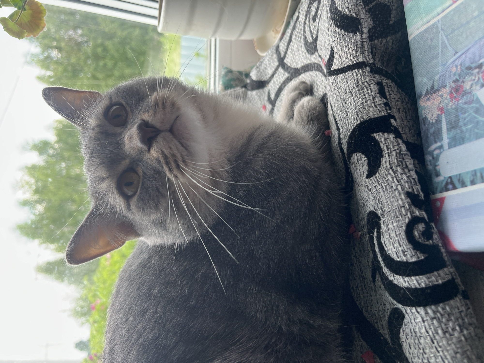 A medium shot shows a grey cat with white whiskers and a white chest resting on a patterned cushion in front of a window. The cat is looking upwards and to the right, with its ears perked. Through the window, blurred green trees and foliage are visible, suggesting an outdoor environment. To the right of the cat, a white pot on a saucer can be seen. The scene appears to be indoors, with the window providing natural light. There are no people present in the image. The location is not specified within the image itself and cannot be determined from the visual information provided.