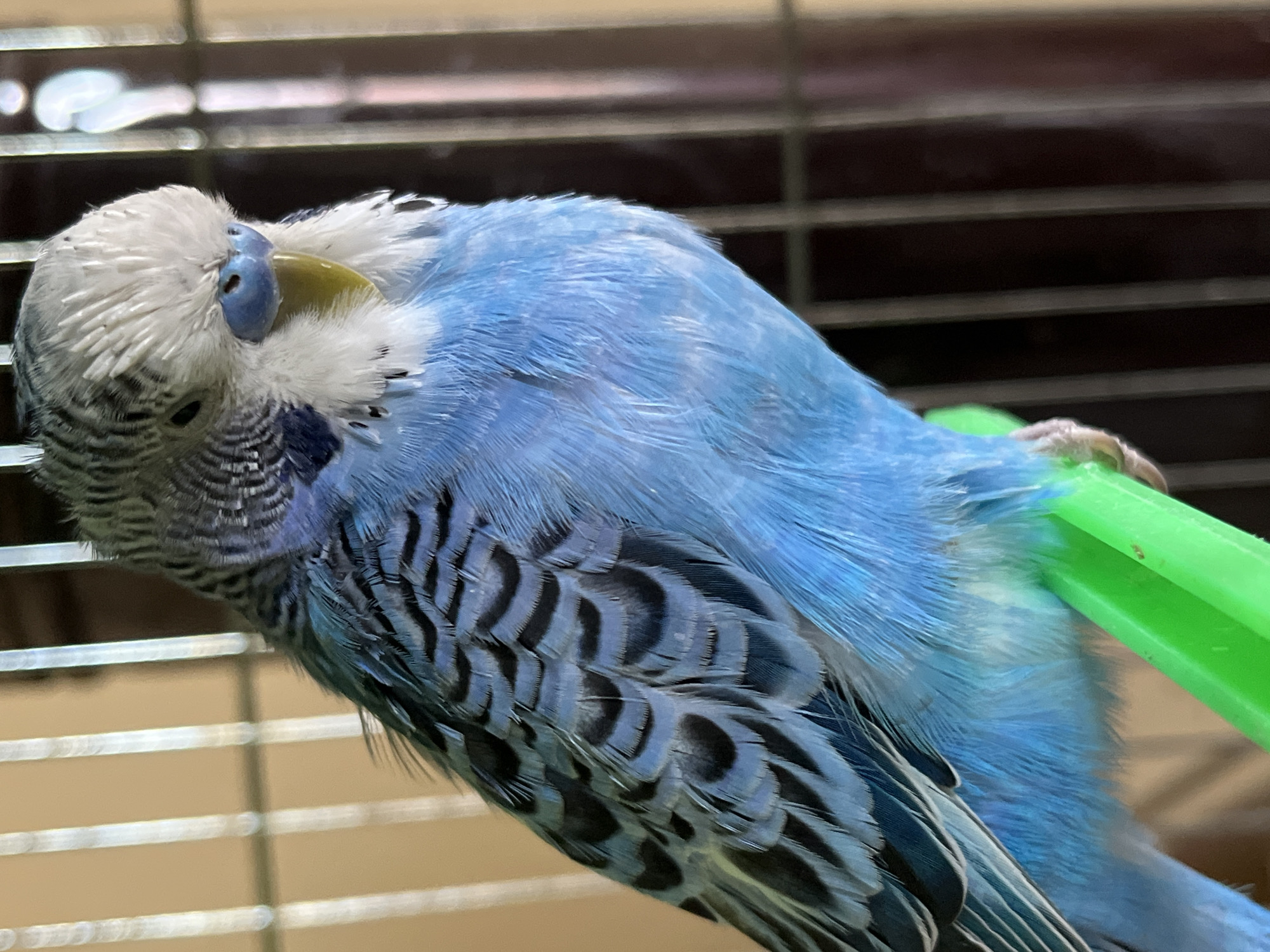 A close-up shot depicts a blue parakeet perched in a cage. The parakeet has white and black markings on its head and wings, with predominantly blue feathers on its body. It is holding onto a green object with one of its feet. The background is a blurred view of the cage bars and a tan wall. There is no indication the image was taken in Shumen, Bulgaria.