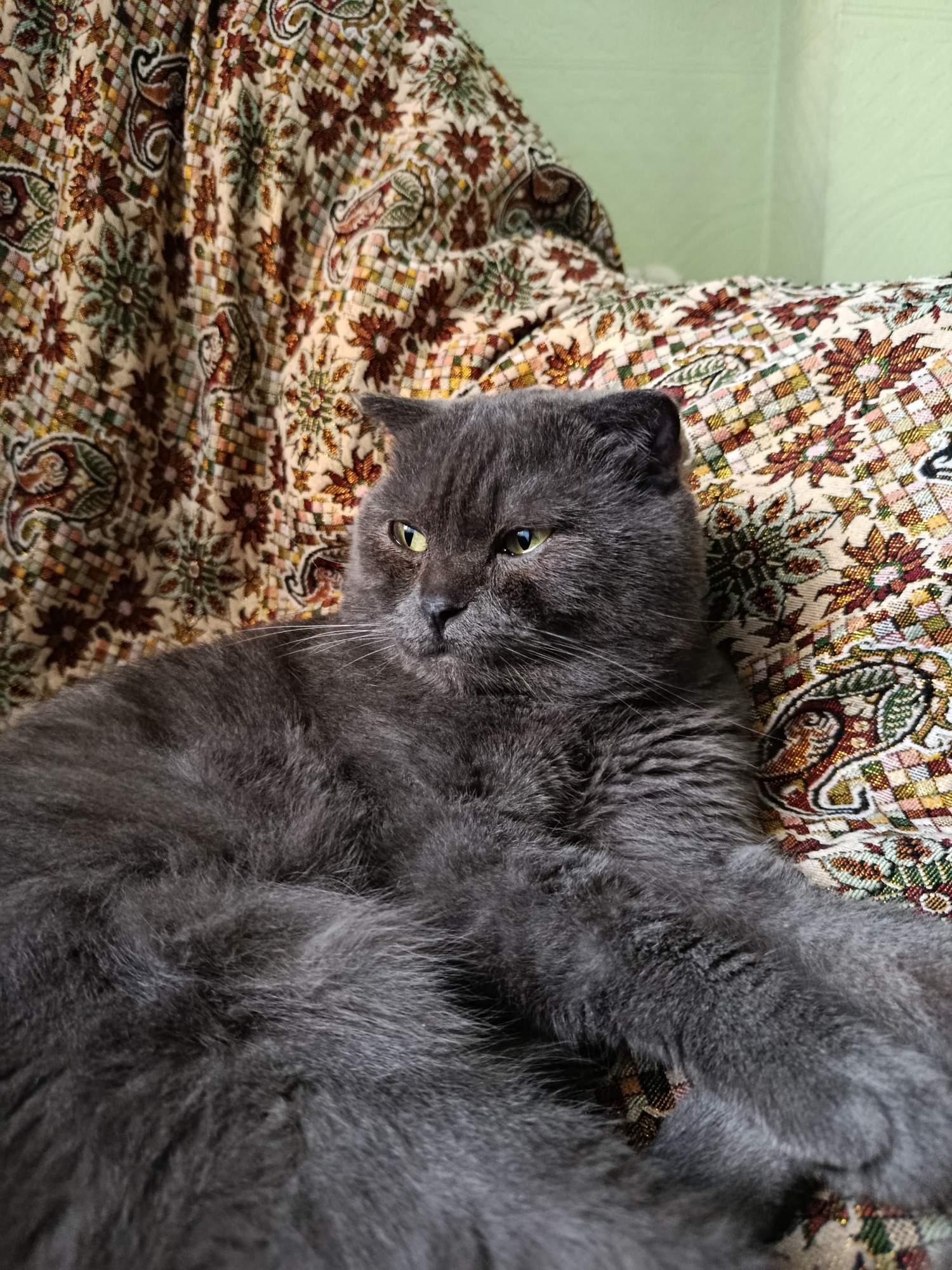 A plush, grey cat with yellow eyes is lying on a patterned, upholstered surface. The surface has intricate designs in earthy tones, including floral and paisley motifs. The cat is positioned on the right side of the frame, with its head turned to the left, appearing to gaze into the distance. Its fur is dense and soft, and its ears are slightly folded back. The background is a textured light green wall, visible in the upper right corner. The scene appears to be indoors, likely a domestic setting. There is no indication of the location being in Baku, Azerbaijan.