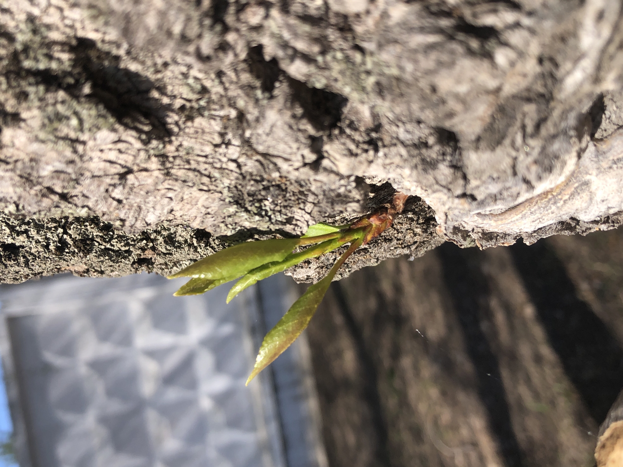 The image shows a close-up of a tree branch with young leaves emerging from the bark. The bark is rough and textured, with a light gray color. The leaves are a vibrant green with a hint of reddish-brown at the tips. The background is blurry but appears to be an outdoor setting, possibly a window or reflective surface. The exact location within the city of Chaikovsky, Russia, cannot be determined from the image alone. No people or specific objects other than the tree and leaves are visible. The action is the emerging of new growth from the tree.