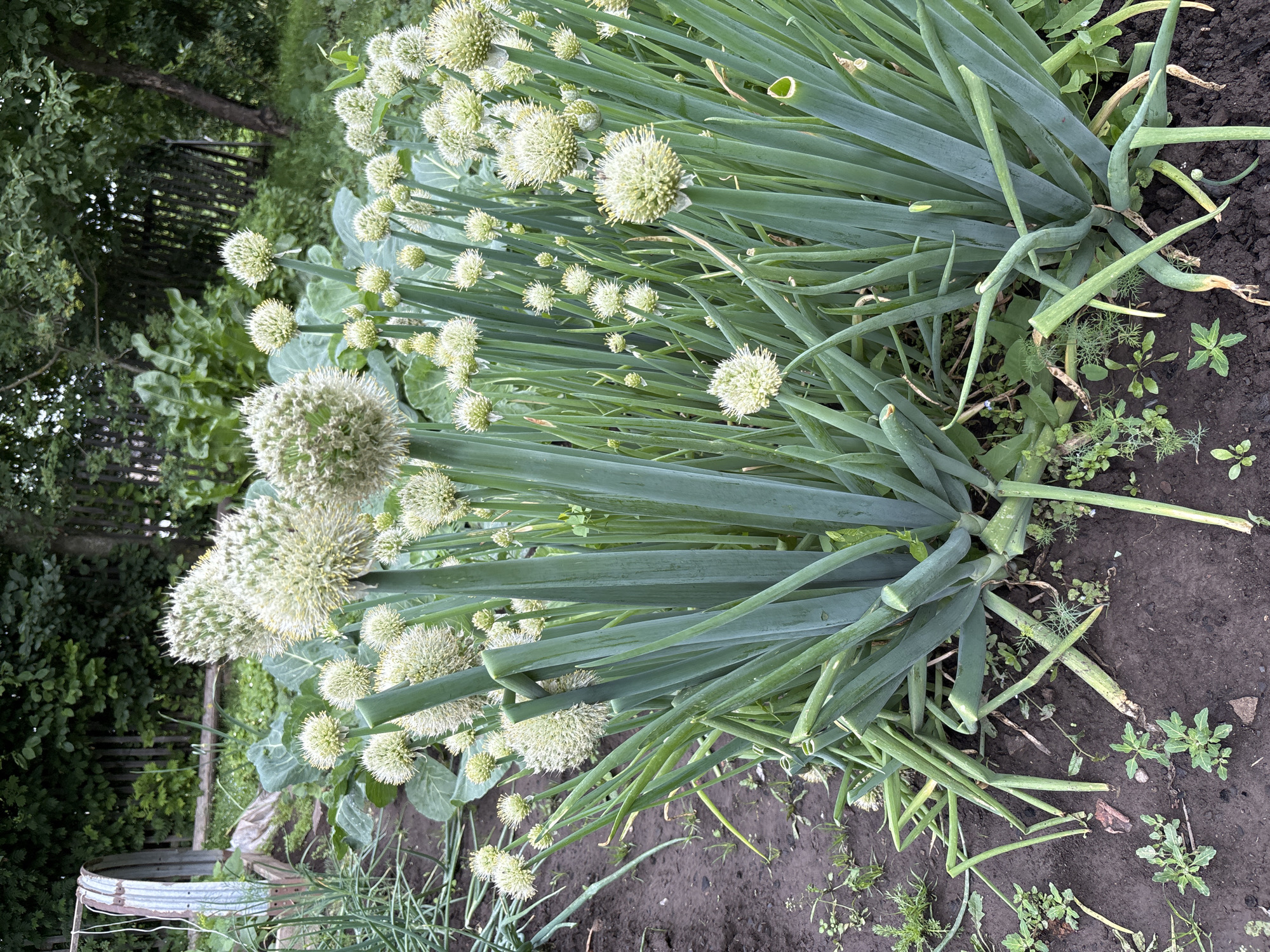 The image depicts a close-up view of a garden bed filled with blooming green onions. The onions are characterized by their tall, green stalks and spherical white flower heads, which are topped with spiky filaments. The garden bed itself is composed of dark soil, with some scattered weeds and small green plants growing between the onion stalks. In the background, there is a wooden fence and dense green foliage, suggesting an outdoor, rural setting. There are no people or animals visible in the image. The overall scene is one of a flourishing vegetable garden in what appears to be a natural environment. The location is identified as Ilpanur, Russia, a place which is not extensively documented online but is understood to be a settlement within Russia.
