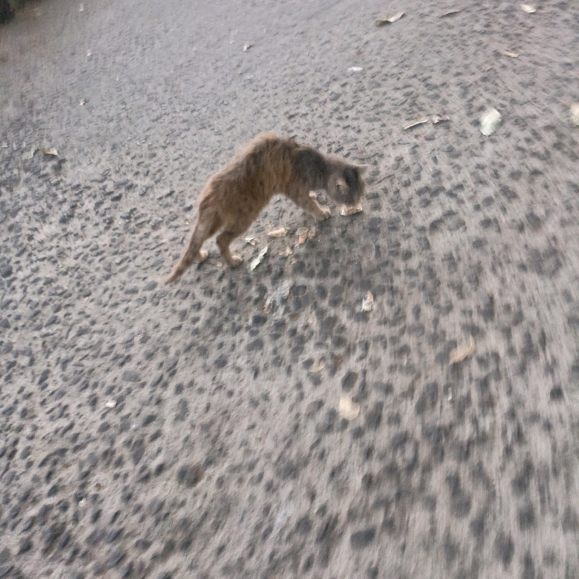 A skinny, brown and grey tabby cat is walking on a textured grey asphalt surface with scattered leaves and small debris. The cat is in motion, with its body lowered and its head bent towards the ground, appearing to be foraging. The background is out of focus, suggesting movement. The asphalt surface is typical of outdoor urban or park environments. This scene is consistent with an outdoor location in Salatiga, Indonesia.
