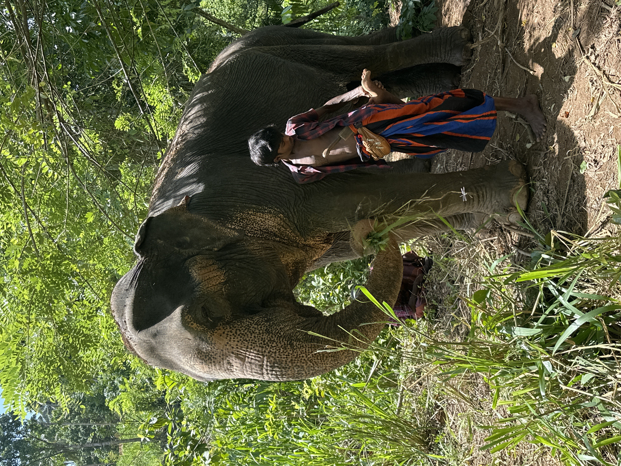 An Asian elephant stands to the left of the frame in a lush, green environment, its trunk extended towards some grass. To its right, a young man, appearing to be an elephant handler, leans against the elephant's leg. He is wearing a red and black plaid shirt, unbuttoned, and a colorful sarong with orange, blue, and black stripes. A brown leather pouch is attached to his waist. His right leg is bent, with his foot raised, and he holds a bundle of grass in his left hand. The ground is covered in dry leaves and dirt, with patches of green grass and foliage surrounding the elephant. The background is filled with dense green trees and foliage, suggesting a natural, possibly forested, setting in Randeniya, Sri Lanka. The lighting indicates a sunny day.