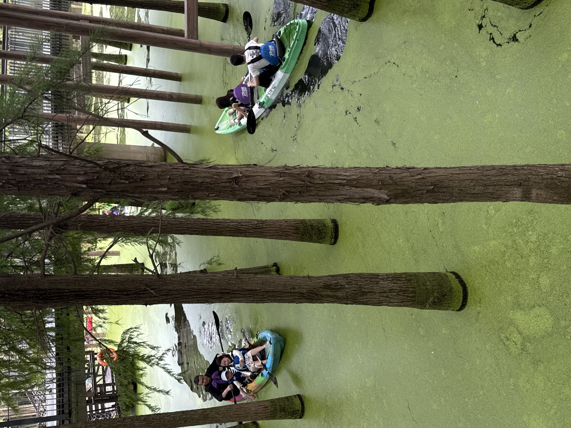 In Lin'an District, China, two kayaks navigate a body of water covered in a thick layer of bright green algae. The water is surrounded by numerous tall, slender trees with rough bark, their trunks emerging from the water. In the background, elevated wooden walkways and structures are visible, suggesting a park or recreational area.
On the left, a blue and teal kayak carries three people. An adult male sits at the back, paddling. In front of him, a woman smiles and waves, and a child wearing a blue life jacket sits between them. All three appear to be wearing life jackets.
To the right, a green and white kayak holds two individuals. A person in the front, facing away from the camera, is paddling. The person in the back, also facing away, wears a white t-shirt with blue lettering and a blue life jacket. Both appear to be wearing life jackets.
The overall scene depicts a serene, natural environment enhanced by man-made structures for recreation.