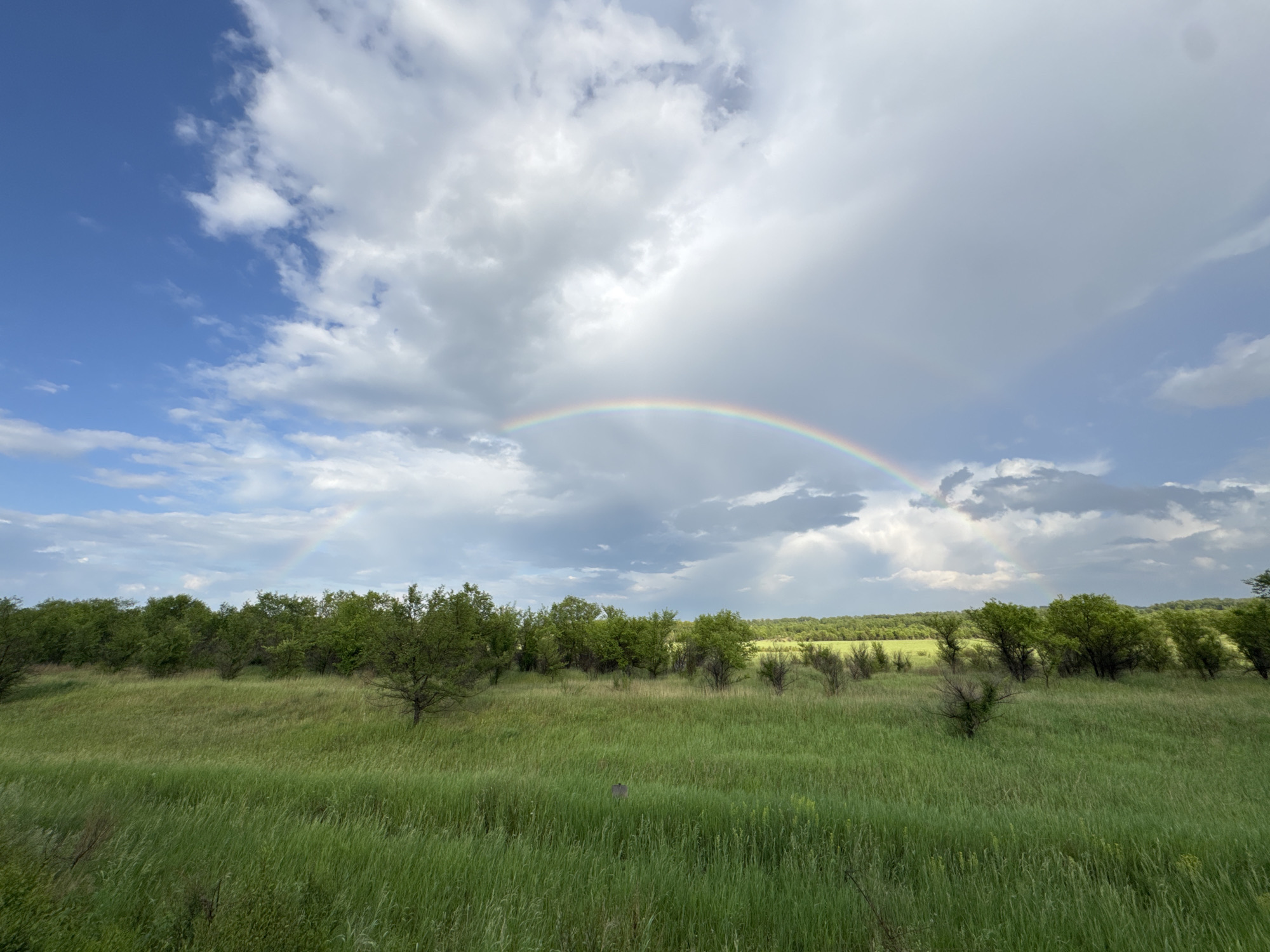 This image depicts a rural landscape with a prominent rainbow stretching across a cloudy sky. The foreground consists of a grassy field with tall, green grass, and scattered, leafless shrubs. In the middle ground, a line of lush green trees forms a dense treeline. The sky is a mixture of blue and dramatic grey clouds, with the rainbow clearly visible as an arc of color. The scene appears to be located in an open, natural environment, possibly a field or prairie, with no visible structures or people. The overall impression is one of natural beauty after or during a rain shower.