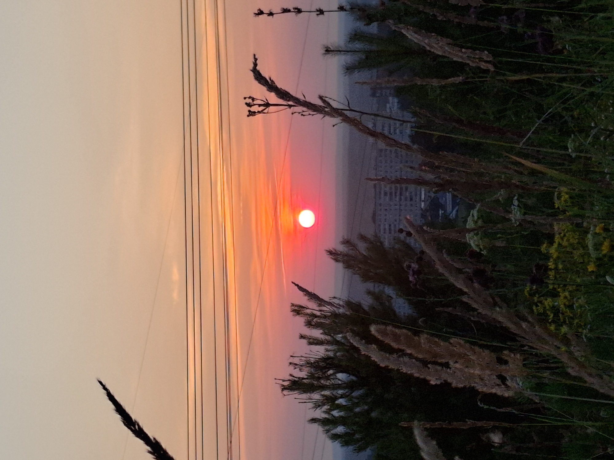 A vertical, slightly low-angle outdoor shot captures a sunset over the city of Chaikovsky, Russia. The sky is a gradient of pale orange at the top, transitioning to a vibrant pink and red near the horizon, with the bright, round sun positioned just above the city skyline. Several horizontal power lines are visible across the upper part of the sky. In the foreground, dry grasses and some dark green foliage are silhouetted against the bright sky and the distant cityscape. The city itself appears to be comprised of multi-story buildings. The overall impression is one of a quiet evening scene, with the natural beauty of the sunset dominating the view over the urban landscape.
