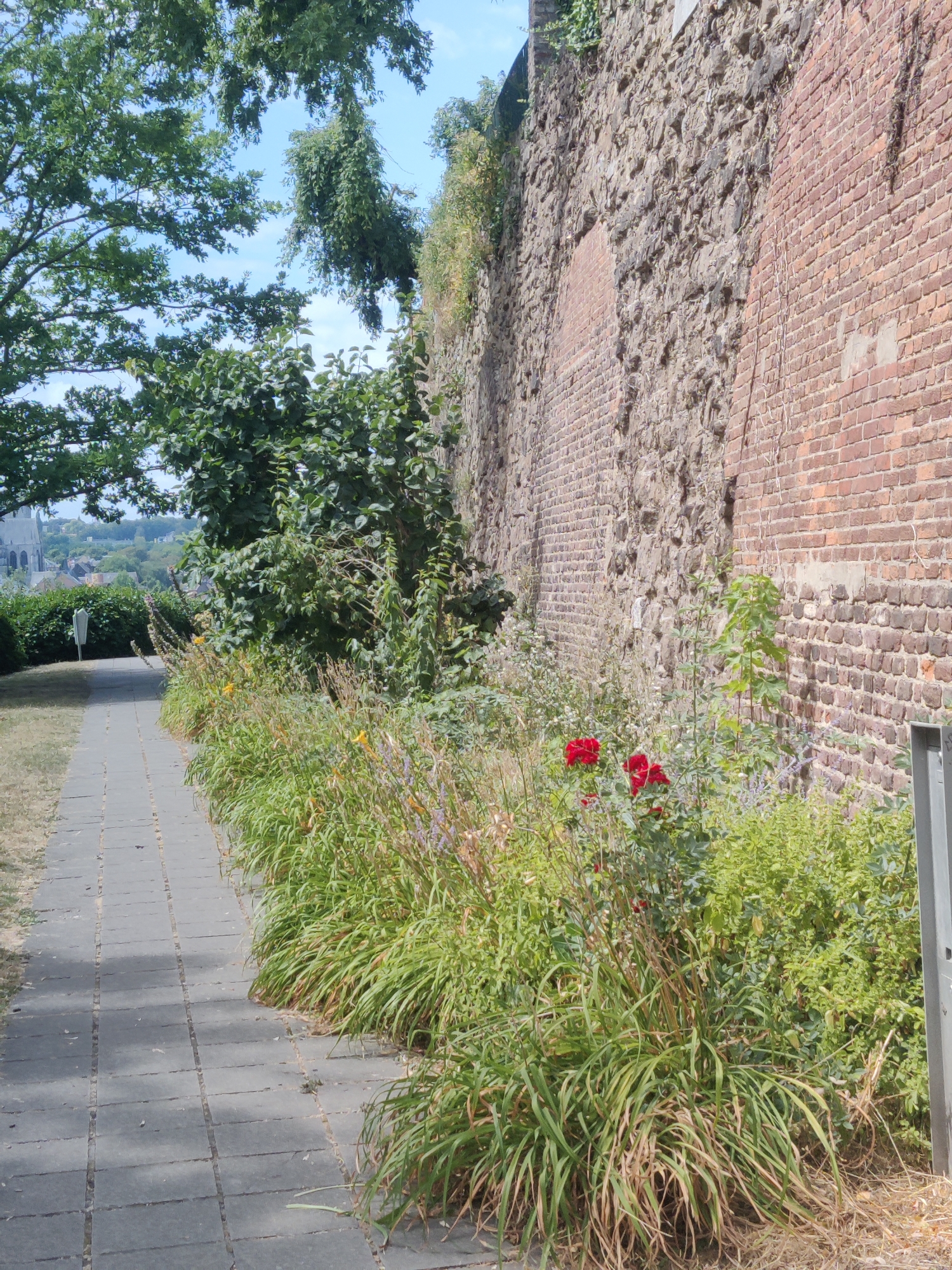The image depicts a paved pathway running alongside a section of a historic city wall in Liège, Belgium. The wall is constructed from a mix of large, rough stones and reddish-brown bricks, showing signs of age and weathering. Lush green vegetation, including tall grasses and flowering plants, grows densely along the base of the wall. Two vibrant red roses are visible amidst the greenery. To the left of the pathway, trees with dense foliage cast shadows, and in the distance, a cluster of buildings with a tower can be seen against a clear blue sky. The scene suggests a park or public garden area within the city.