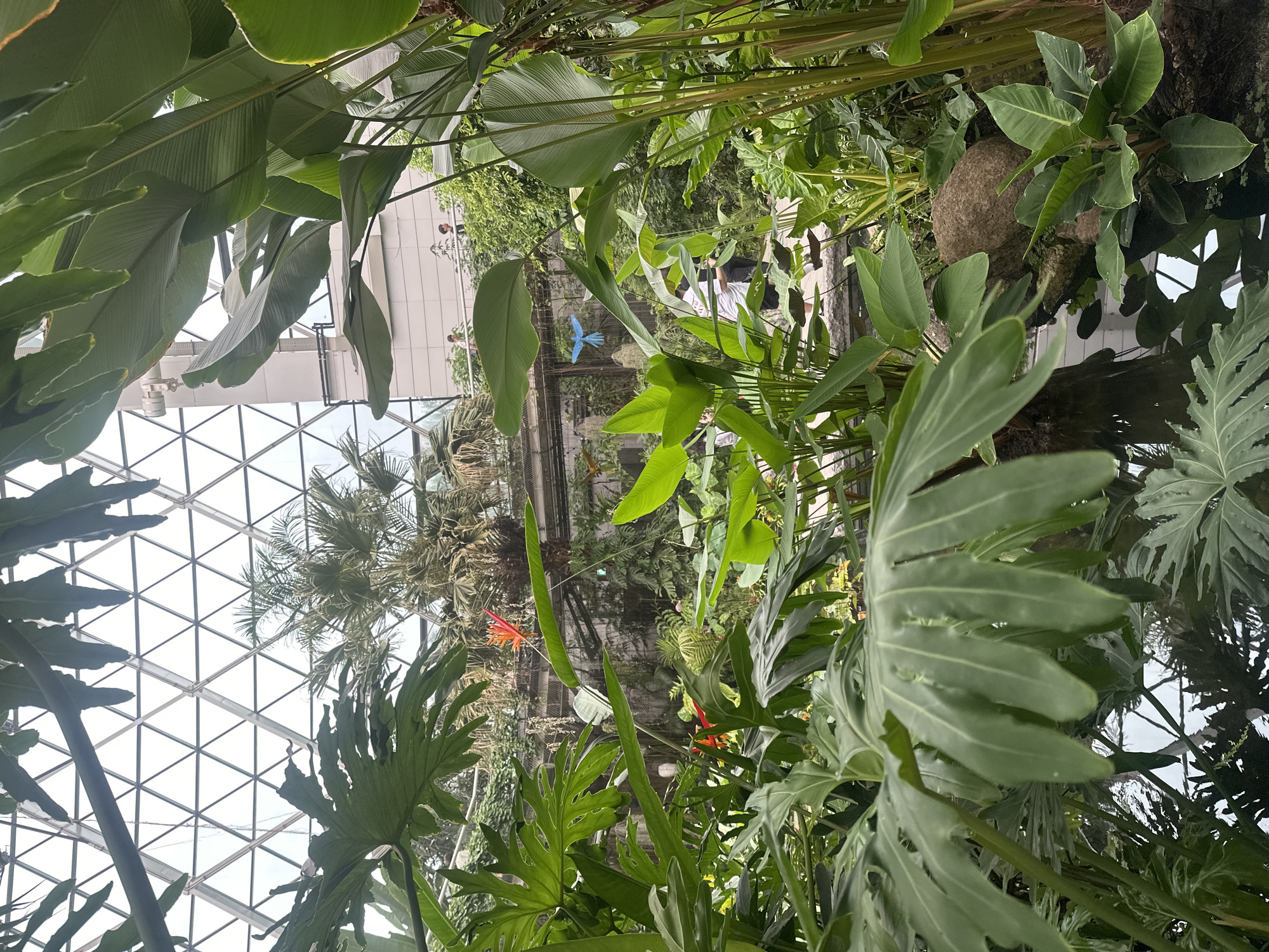The image shows the interior of a large, multi-level botanical garden with a geodesic dome structure overhead. Lush, tropical plants fill the foreground, including large, dissected leaves of philodendrons and broad, glossy leaves of what appear to be banana or heliconia plants. In the midground, there is a body of water reflecting the glass ceiling. Several people are visible on elevated walkways or platforms in the background, observing the flora. There are also colorful bird-like decorations, one blue and one yellow, suspended from the ceiling. A palm tree is visible behind the plants, and the overall environment suggests a controlled, humid atmosphere typical of a conservatory. The geometric pattern of the glass dome, with its metal framework, is prominent against the bright sky. The scene is likely in the Seoul Forest Botanical Garden, a popular indoor botanical exhibition space in Seoul, South Korea.