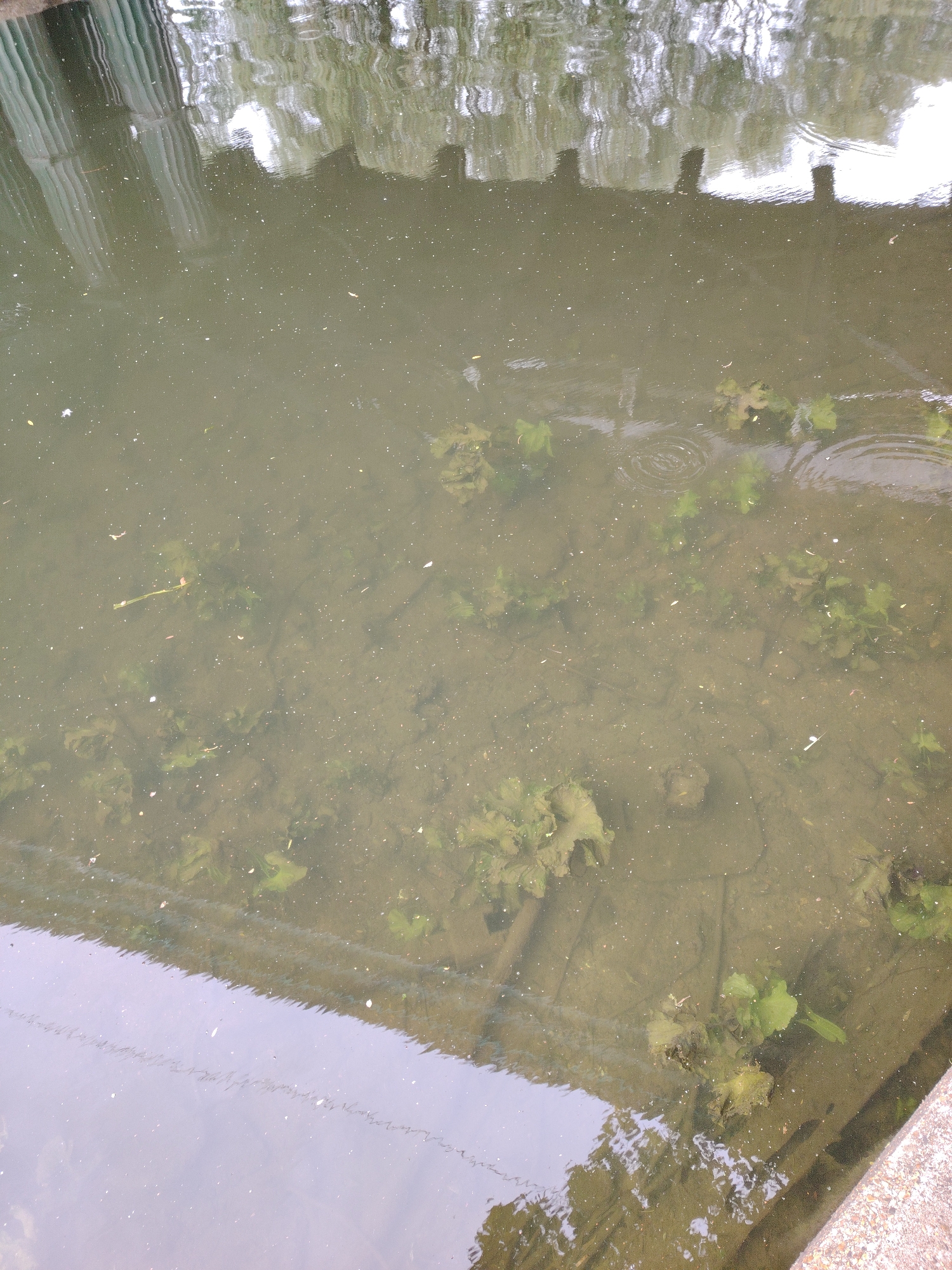 The image depicts a still water body, consistent with a canal or river, located in Peterborough, United Kingdom. The water exhibits a murky, olive-green hue, with numerous small white particulate specks floating on its surface, possibly pollen or debris. The surface also displays multiple concentric ripples, indicative of minor disturbance. Reflections dominate the upper half of the frame, showing an inverted image of a pale sky, trees, and a distinct vertically corrugated structure, possibly a building facade or bridge support. The water's clarity allows visibility to the waterway bed in various areas, revealing scattered clumps of submerged aquatic vegetation, appearing as green and brown leafy masses. Dark, indistinct forms, possibly rocks or further debris, are also visible beneath the surface. The lower right portion of the image shows a partial concrete or stone edge, defining the bank of the waterway. No human or animal subjects are present within the frame.