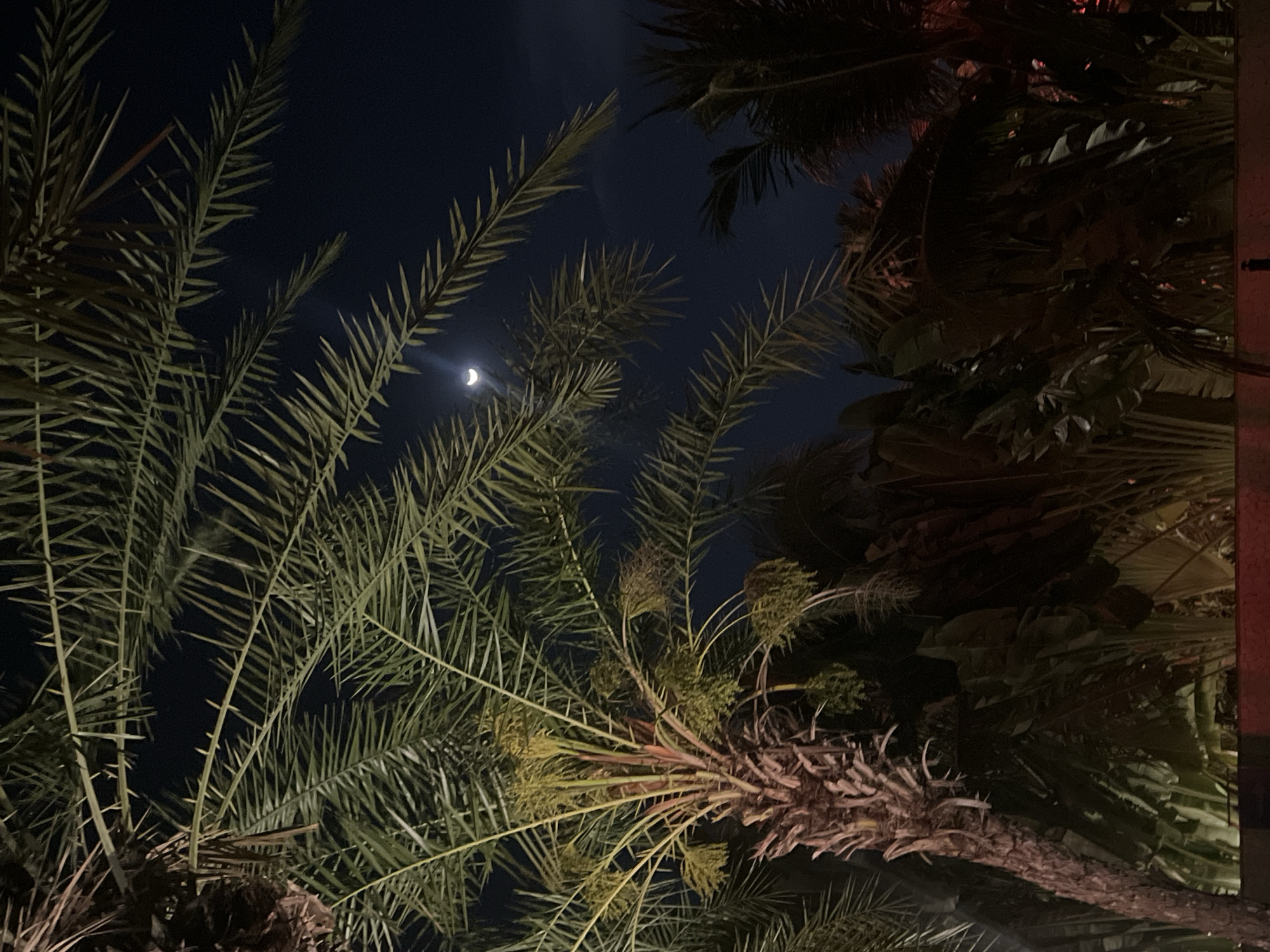 The image, likely taken at night in Kuta Selatan, Indonesia, shows a view looking up through palm trees towards a sliver of the moon. The palm trees are in the foreground and middle ground, with some appearing brighter due to an unseen light source. The sky is dark, providing contrast with the moon. The leaves of the palm trees are clearly visible, and the trunks are also identifiable. The angle of the shot suggests the photographer was standing or looking upwards from a low vantage point. No people are visible.