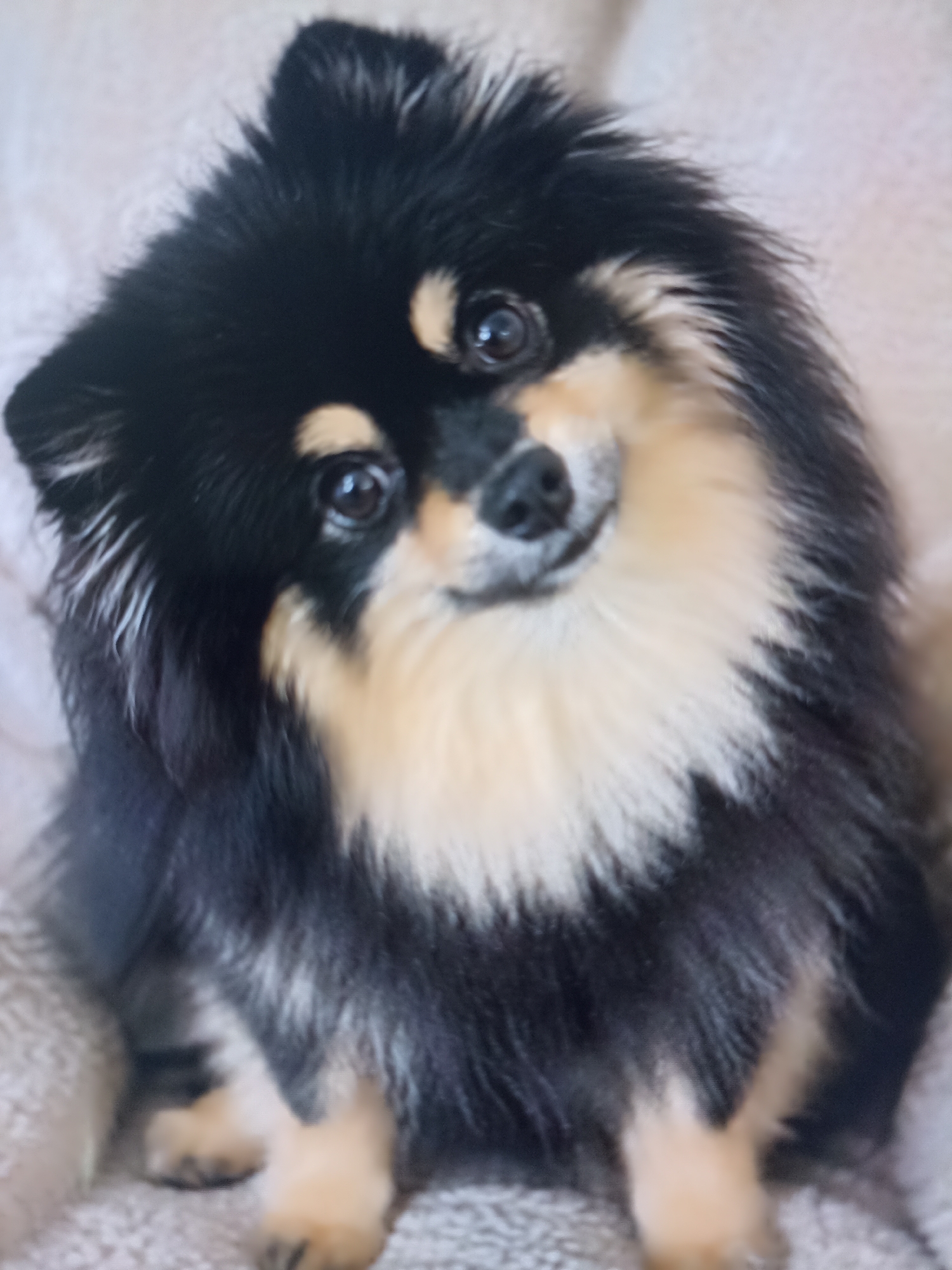 A medium shot shows a black and tan Pomeranian dog with its head tilted to the right, looking directly at the camera. The dog's fur is thick and fluffy, with distinct black and tan markings on its face, chest, and body. The background consists of a soft, textured, light-colored surface, possibly a blanket or upholstery. The lighting is soft and diffused, creating a warm atmosphere. The dog's eyes are dark and expressive, and its nose is black and moist. Its paws are visible at the bottom of the frame, resting on the textured surface. The image appears to be taken indoors. There are no people or other animals present in the image. There is no information to suggest the location is in the city of Чехов-2, Russia.