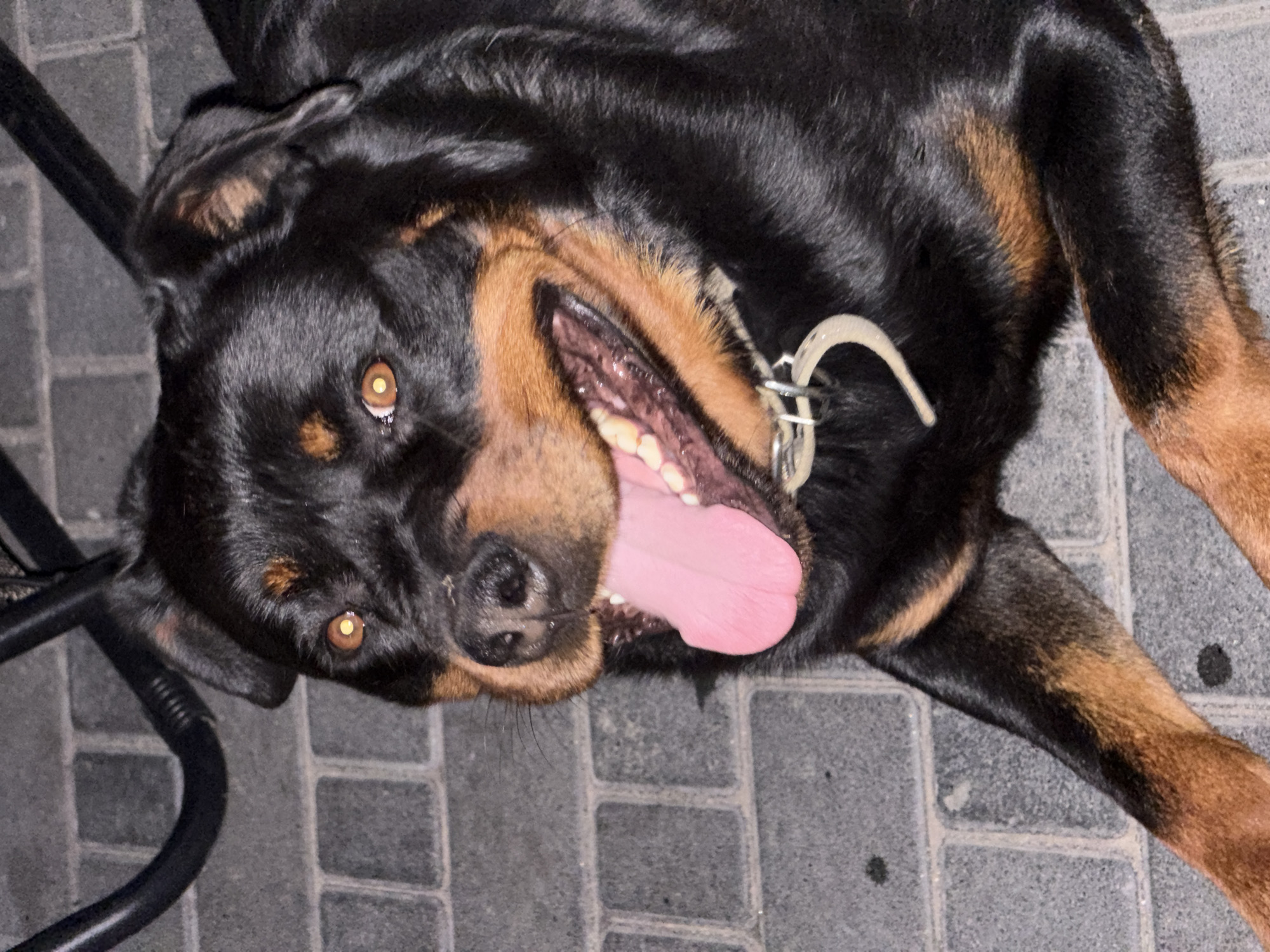 A Rottweiler lies on a brick-patterned surface, its mouth open and tongue hanging out. The dog has a black coat with tan markings on its face, chest, and legs. It wears a white collar with a silver tag. A dark, curved object, possibly furniture, is visible in the upper left corner. The scene appears to be outdoors in an urban setting, indicated by the brickwork.