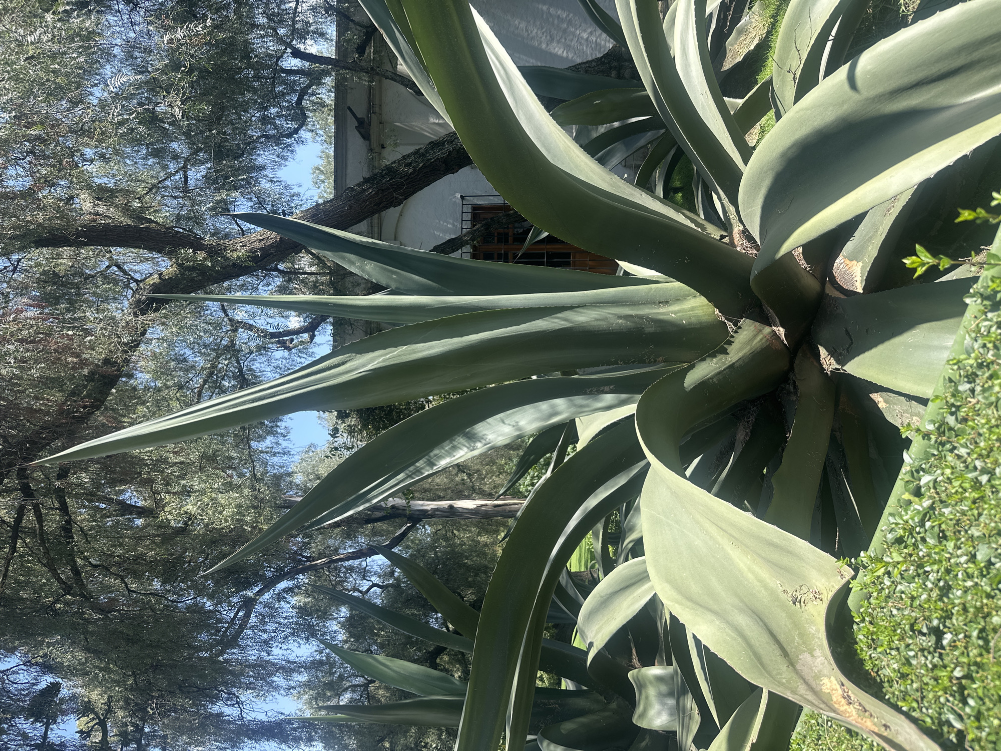 In Mexico City, Mexico, an agave plant with thick, pointed green leaves is the central subject of the image. The plant is in the foreground, with its leaves arching outwards and upwards. In the background, a building with a white facade and a wooden window with bars is partially visible, framed by trees with lush green foliage and a clear blue sky. The scene appears to be in a garden or courtyard, with manicured green bushes in front of the agave.