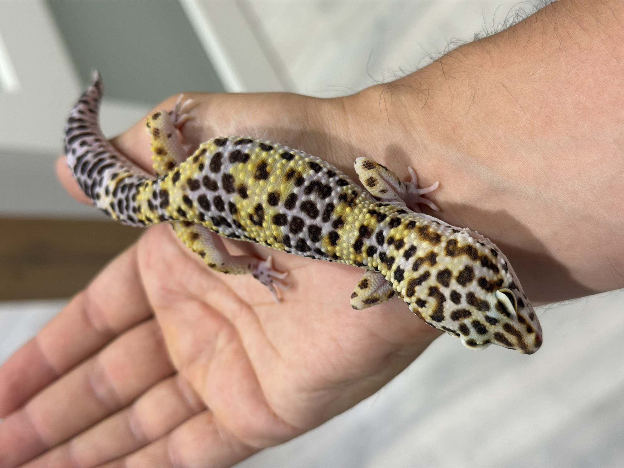 A gecko rests in a person's hand. The gecko has a white and yellow body with black spots, a tail with black and white bands, and pinkish-white toes. The person's hand is light-skinned. The background is a white surface. The location is not discernible from the image.