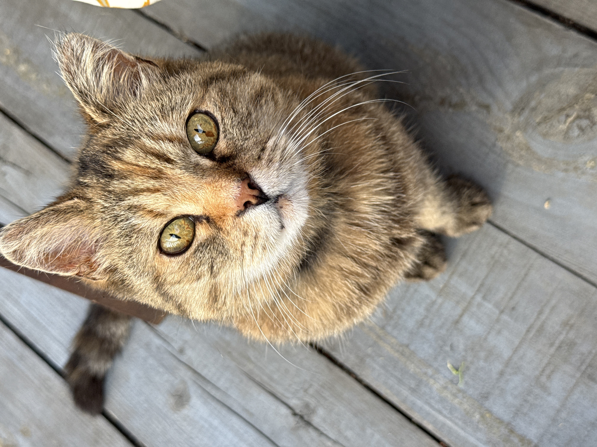 An eye-level medium shot shows a tabby cat sitting on a wooden deck. The cat is facing the camera, with its head slightly tilted to the left. Its fur is a mix of brown, black, and orange, with distinct tabby markings. The cat has bright green eyes and white whiskers. Its paws are tucked neatly beneath its body. The wooden deck is made of grey planks, with some visible grain and texture. In the background, a blurred tail of the cat is visible to the left, and part of a yellow object with an orange pattern is visible on the right. The overall scene is calm and appears to be outdoors, possibly in a backyard or on a porch. There is no indication of the specific location within Izhevsk, Russia.