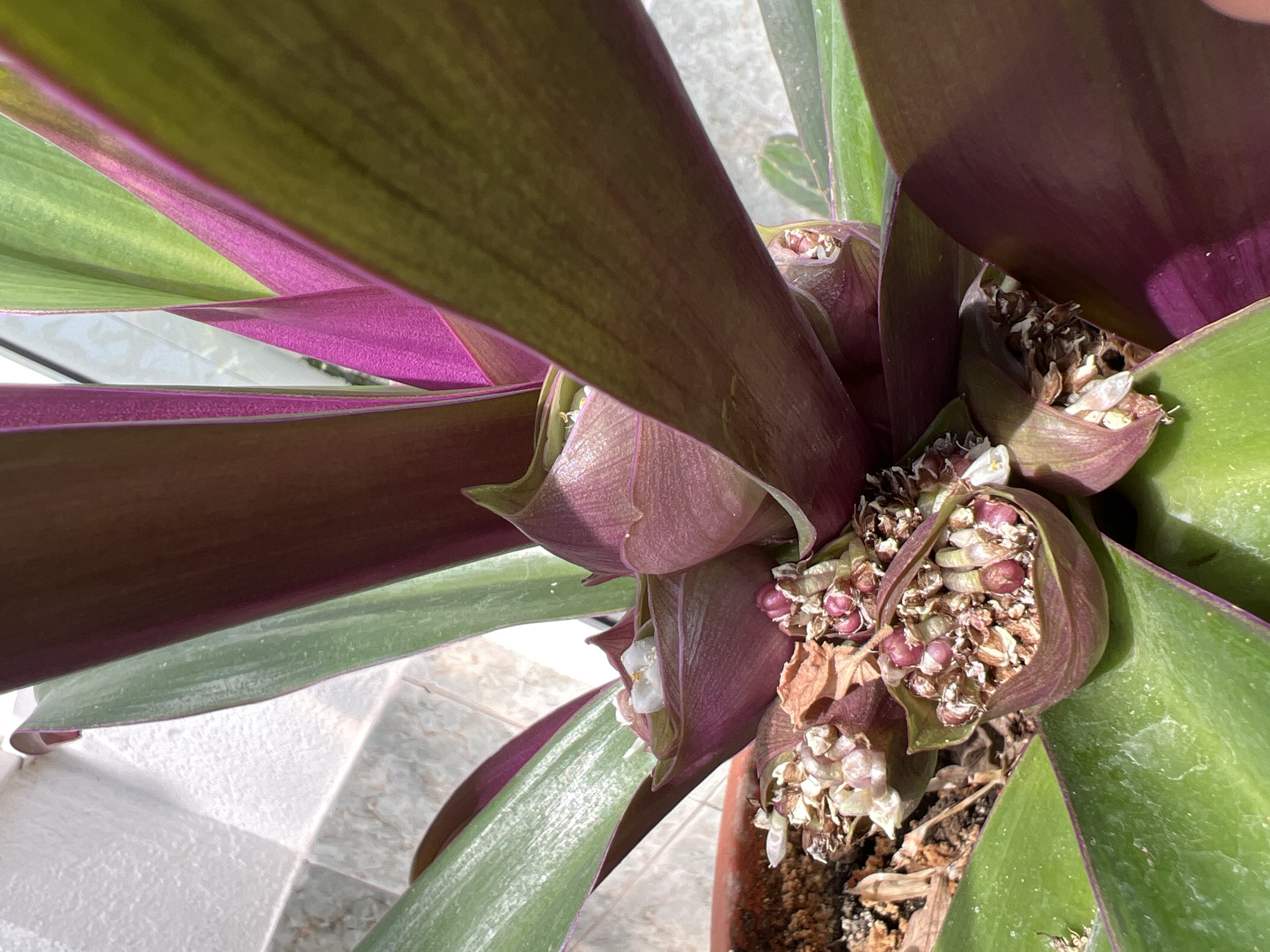 The image provides a close-up, overhead view of a vibrant plant, likely a Tradescantia spathacea (Moses-in-the-Cradle). The plant is characterized by its large, elongated leaves, which display a striking bicolor pattern: a rich green on the upper surface and a deep purple or magenta on the underside and along the edges.
Clustered at the base of the leaves are numerous small, white, delicate flowers, some appearing fresh and others showing signs of drying. Intermingled with these flowers are reddish-purple, bead-like structures, possibly developing seeds or immature flower buds, encased within purplish bracts. Some dried, brownish botanical debris is also visible among these clusters.
The plant is situated in a terracotta-colored pot, which is partially visible towards the bottom right of the frame. The background consists of a light-colored tiled floor with discernible grout lines, suggesting an indoor setting or a sheltered outdoor space such as a patio or balcony. The bright, natural light indicates it is daytime, casting clear illumination on the plant. No text is visible in the image. The photo was taken in Sanatoriya Yumatovo Imeni 15-Letiya Bassr, Russia.