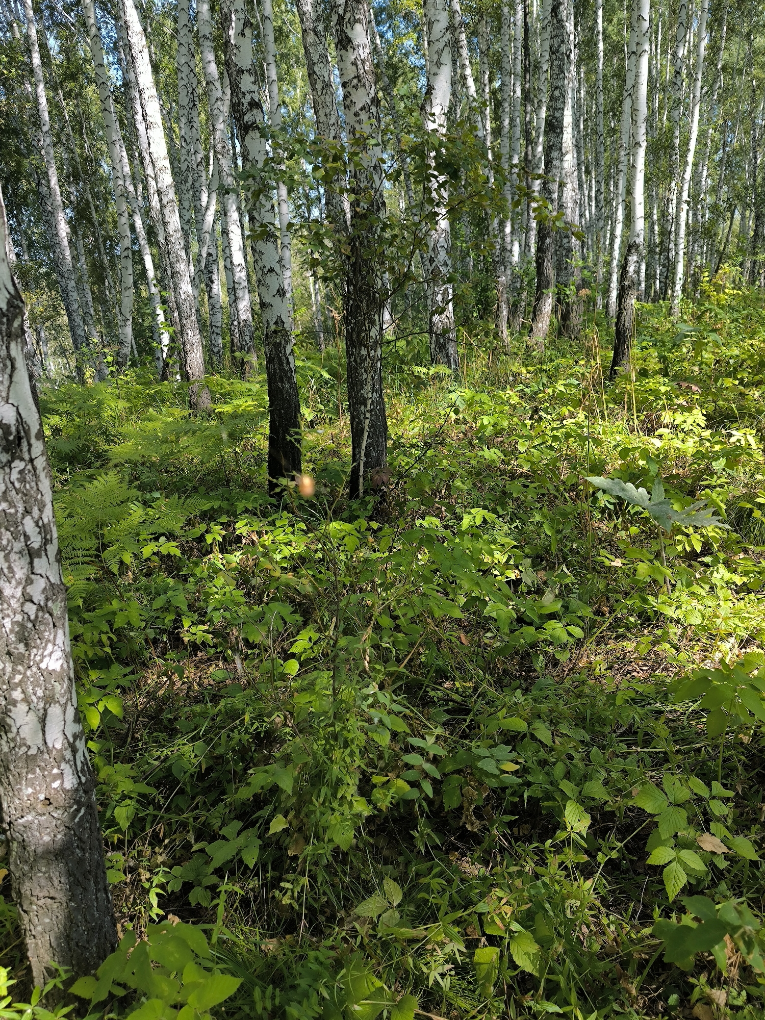 The image depicts a dense forest scene, likely in the city of Maiskii, Russia. Numerous birch trees with their characteristic white and black bark dominate the background, their trunks creating a textured pattern. The forest floor is covered in lush green undergrowth, including ferns and various leafy plants. Sunlight filters through the canopy, casting dappled shadows on the ground and highlighting the vibrant green foliage. The overall impression is one of a natural, untamed woodland environment. There are no visible people or animals in the image.
