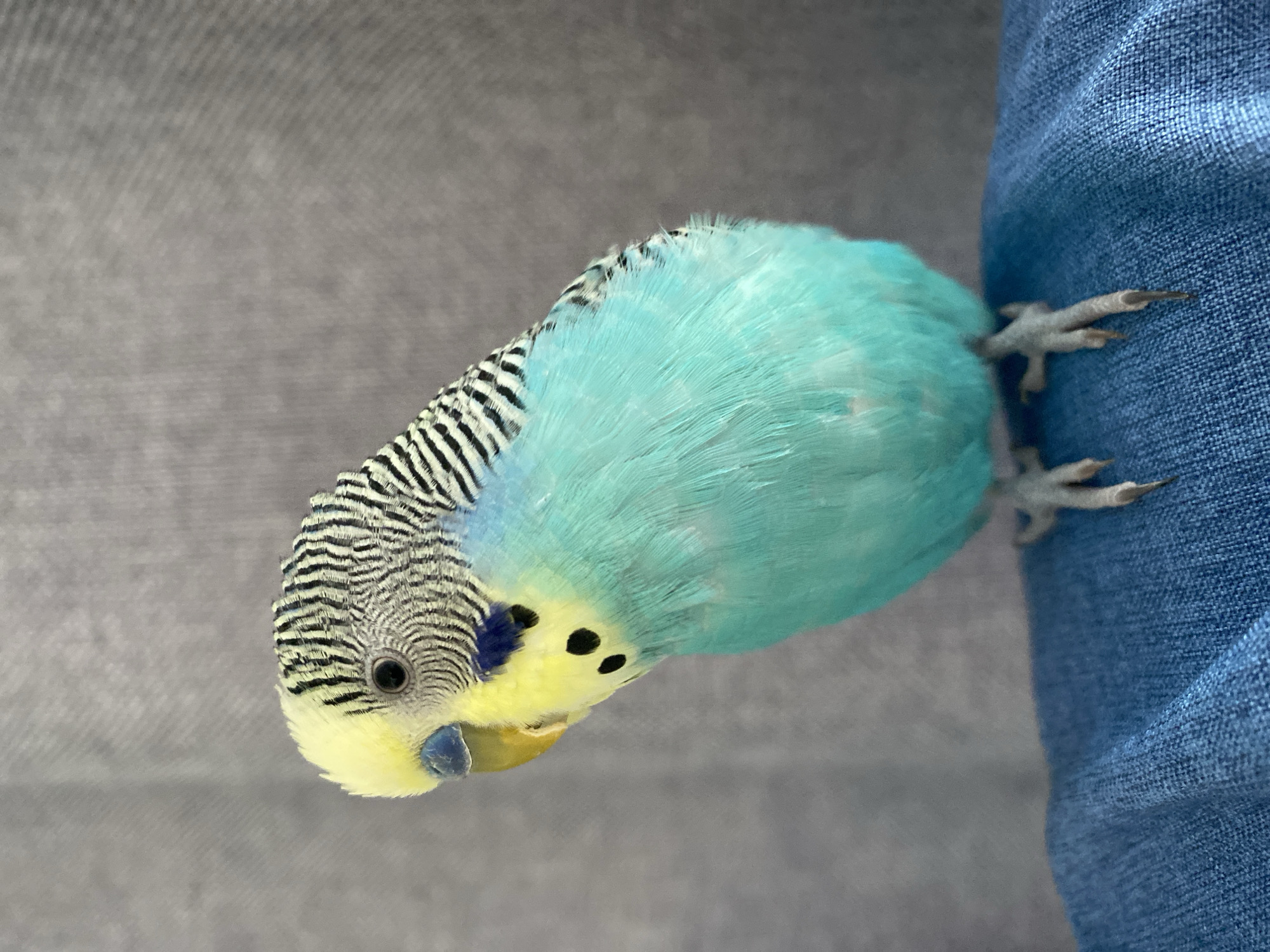 A close-up shot depicts a light blue and yellow budgerigar perched on a blue denim surface. The bird has black striped markings on its head and upper back. Its feet grip the denim fabric. The background consists of a muted gray surface.