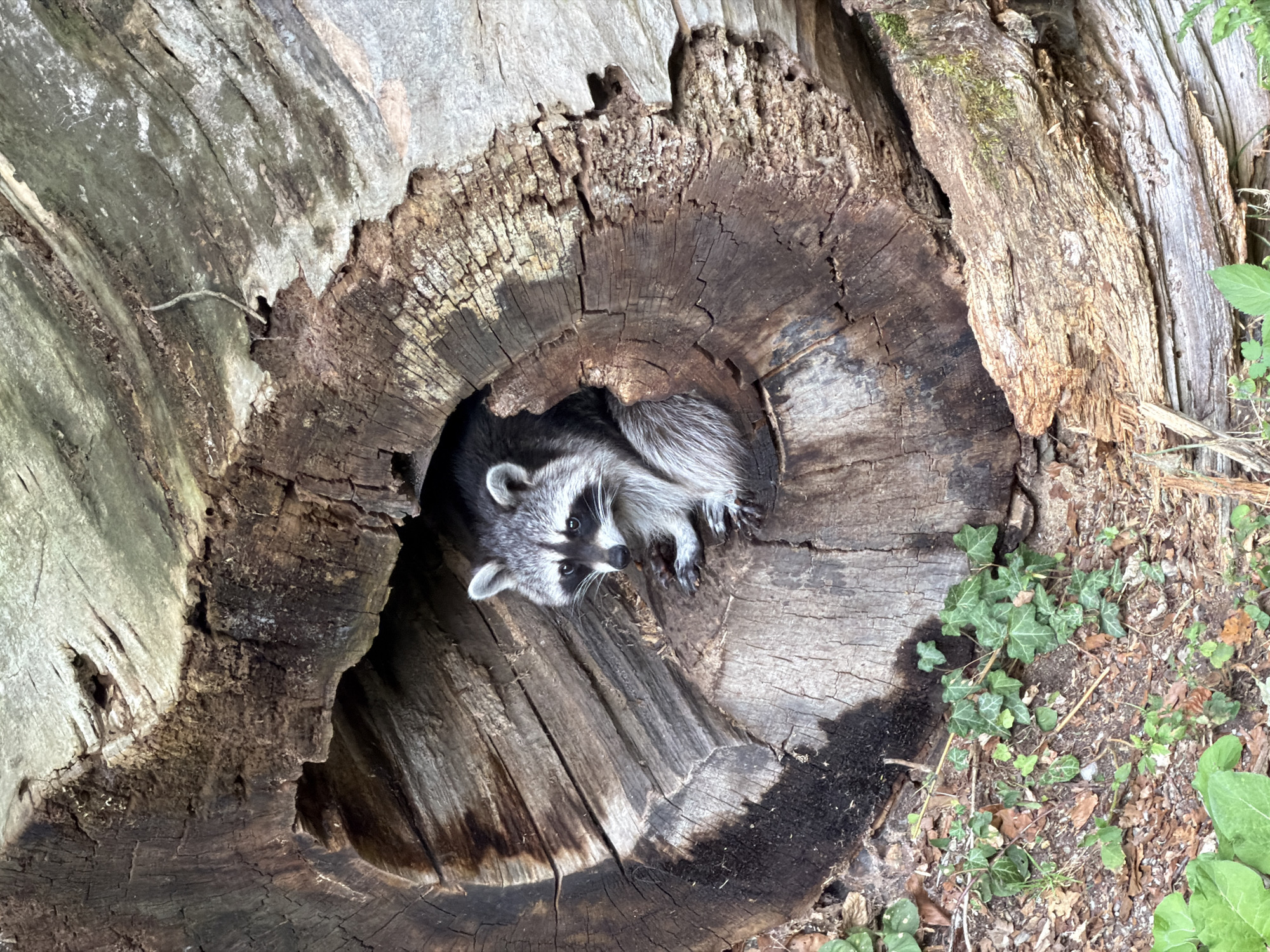 A raccoon is nestled in a hollowed-out section of a large, weathered tree trunk. The raccoon, facing the viewer, has distinctive black markings around its eyes and a ringed tail. Its fur is a mix of gray and black. The tree trunk is rough and textured, with visible growth rings and signs of decay. The surrounding ground is covered in fallen leaves, twigs, and some green ivy plants. The image is taken outdoors, likely in a natural or park setting, with the lighting suggesting it is daytime. The precise location in the city of Bern, Switzerland, cannot be determined from the image alone.