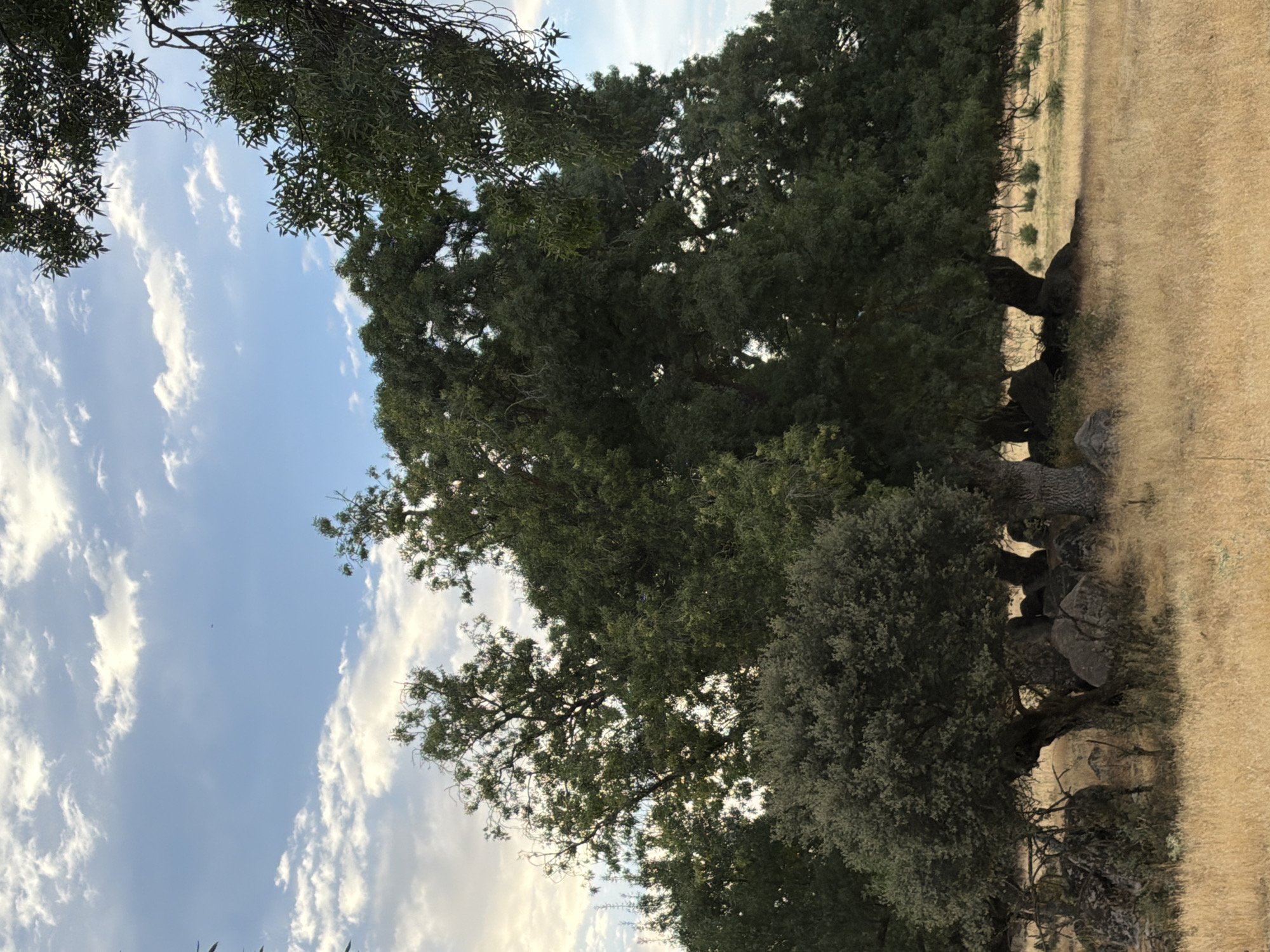 The image depicts a rustic landscape under a partly cloudy sky. In the foreground, dry, golden grass covers the ground, with a few scattered rocks and sparse green foliage. A medium-sized, bushy tree with dark green leaves stands prominently on the left, its trunk gnarled and leaning. Behind it, larger, mature trees with dense foliage dominate the scene, their branches reaching towards the sky. The trees appear to be oak trees, commonly found in the Mediterranean climate of Spain. The background consists of a blue sky with scattered white and gray clouds, suggesting it is either early morning or late afternoon. The overall impression is one of a natural, untouched environment, possibly a rural area or a park. The specific location in Collado Villalba, Spain, is suggested by the presence of oak trees and the dry, grassy terrain, characteristic of the Iberian Peninsula's countryside. There are no people or animals visible in the image. The lighting suggests a natural, outdoor setting with diffused sunlight.
