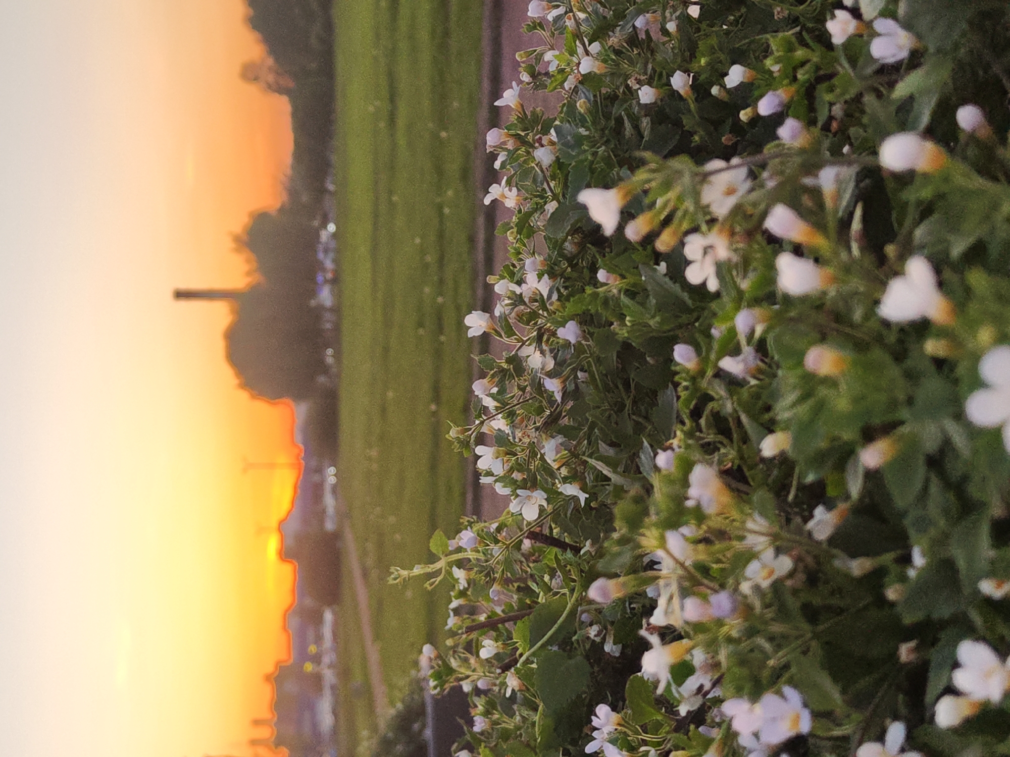 The image presents an outdoor scene at sunset, viewed from a low angle. In the immediate foreground, to the right, is a dense cluster of small, delicate flowers with green foliage. The flowers are primarily white or pale lavender, often with a subtle yellow or orange tint at their throats, and appear to be in full bloom.
Behind the floral foreground, a wide, open expanse of green grass or field stretches into the midground. The horizon is dominated by a dramatic sunset, casting a bright orange and yellow glow across the sky, which fades to a lighter hue towards the top of the frame. Silhouetted against this vibrant backdrop are dark, indistinct shapes of trees and buildings or structures. A prominent tall, slender, dark structure, possibly a chimney or tower, stands out against the colorful sky in the middle-left background. Further along the distant horizon, small points of light suggest the presence of a town or city.
The overall scene evokes a peaceful, warm atmosphere characteristic of late evening. The specific location is Saint Petersburg, Russia. There is no visible text in the image.