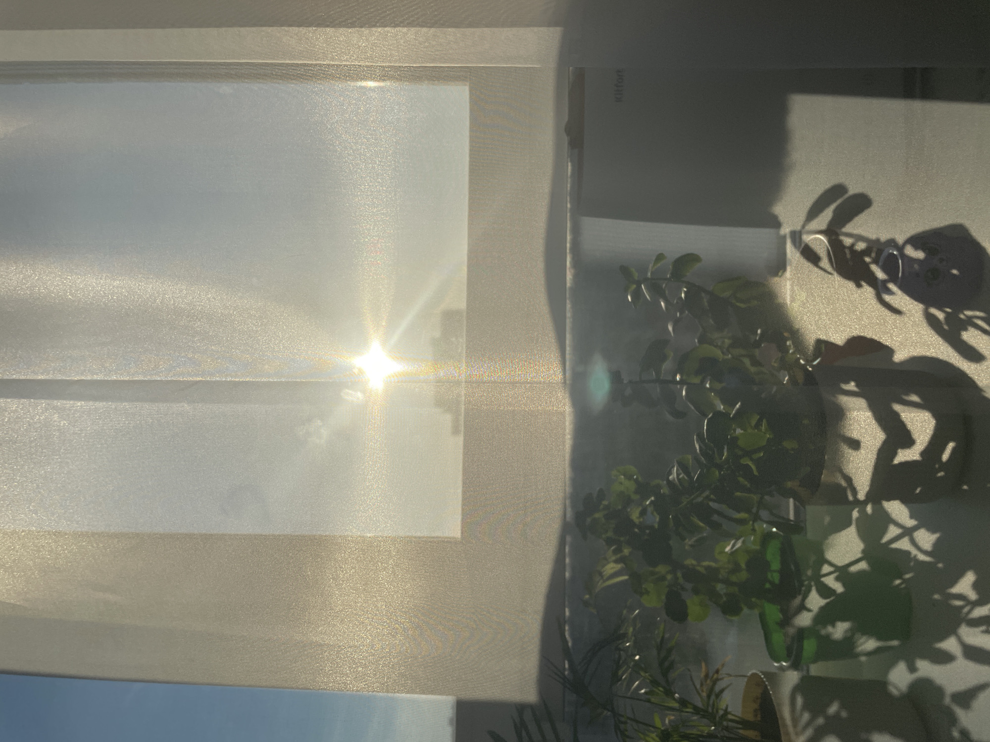 The image shows a sunlit scene in what appears to be an indoor setting. The bright sunlight streams through a window covered by a sheer, textured curtain. This sunlight creates a starburst effect, obscuring details of the exterior view.
To the right of the window, indoor plants are visible, casting shadows on the wall. The shadows indicate the presence of potted plants with leaves and stems. A book is leaning against the wall.
The location in Izhevsk, Russia cannot be confirmed based on the image alone. There are no elements specifically indicating the location.