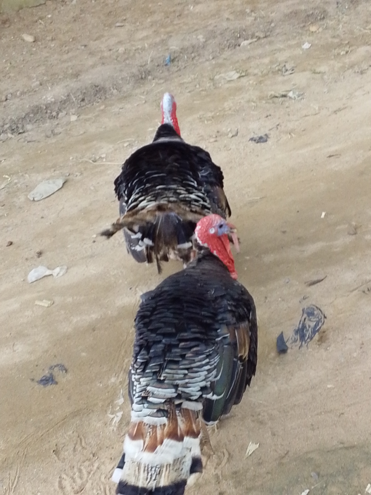 Two turkeys are standing on a dirt ground in Serti, Nigeria. The turkey in the foreground is facing away from the camera and has black and white feathers. The turkey in the background is also facing away from the camera and has black, brown, and white feathers. Both turkeys have red necks and heads with white markings. The ground is covered in loose dirt and some small pebbles. There is a small amount of vegetation visible in the background.