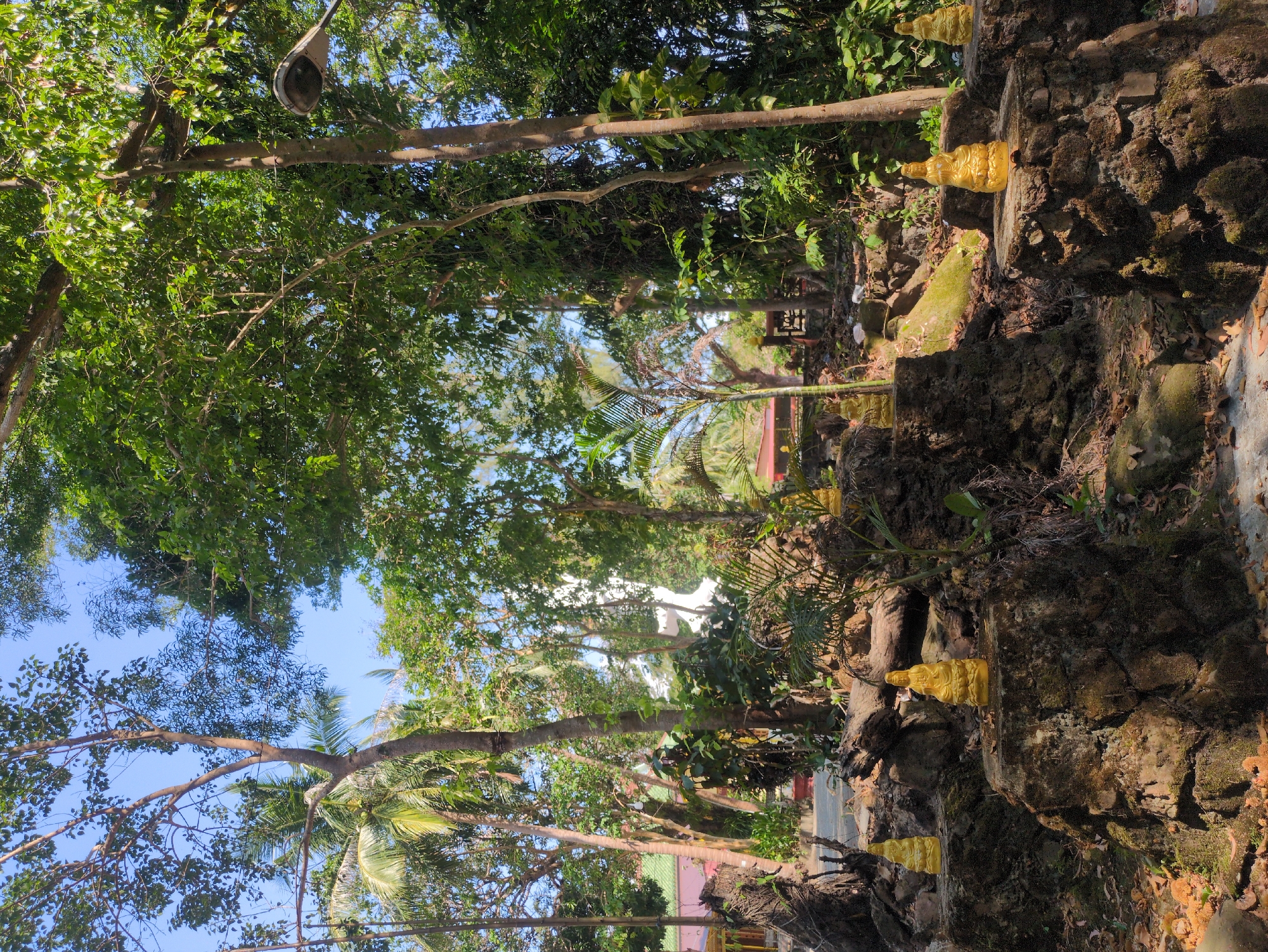 This image depicts a lush, tropical scene likely taken in Phú Quốc, Vietnam. The foreground features a rocky, moss-covered wall adorned with several small, golden Buddha statues. Behind the wall, a vibrant canopy of green trees creates a dense, shaded path. The sky is visible through the leaves, indicating a sunny day. In the distance, hints of buildings and structures can be seen, including a red roof and possibly a white facade. A lamppost is suspended high in the trees. The overall impression is one of a tranquil, natural setting intertwined with cultural elements.