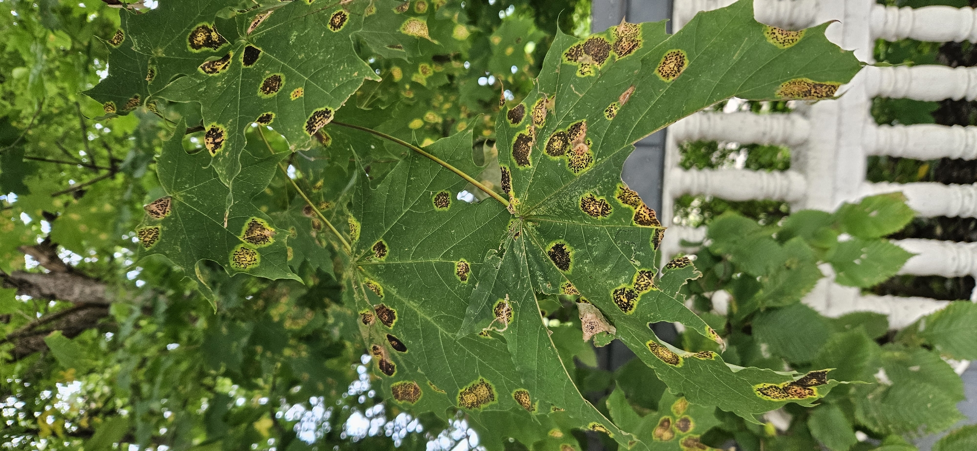 This image captures a close-up view of green maple leaves affected by leaf spot disease. The leaves exhibit numerous circular to irregular spots, characterized by dark brown to black centers and yellow to light brown halos. Some spots have coalesced, creating larger necrotic areas. The background consists of out-of-focus green foliage and a white balustrade, suggesting an outdoor setting in a park or garden. The specific location in Vitsebsk, Belarus, cannot be determined from the visual information alone, but the presence of mature trees and decorative elements implies an urban or suburban environment. No people or actions are depicted.