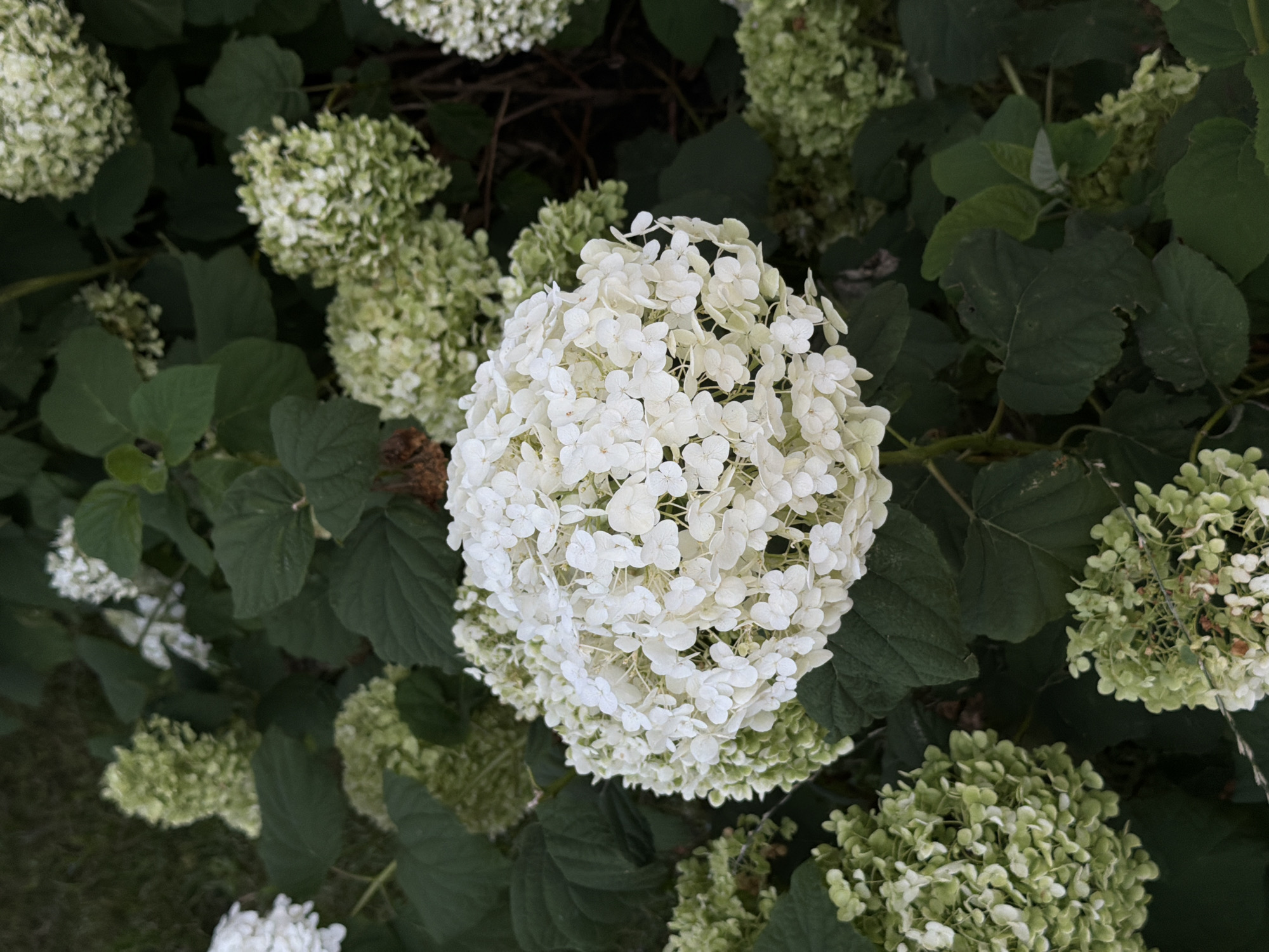 A close-up, high-angle shot captures a large, spherical cluster of white hydrangea flowers in full bloom. The flowers are tightly packed and appear delicate, with numerous small, individual petals forming the overall shape. Surrounding the central white bloom are several smaller clusters of hydrangeas in various stages of development, some appearing light green and others transitioning to white. The blooms are interspersed with lush, dark green leaves. The background consists of more foliage and a hint of dark, out-of-focus ground cover, possibly grass or soil. The lighting suggests it is daytime, with soft illumination that highlights the texture of the petals without harsh shadows. No people or animals are present in the frame. The image appears to be an outdoor photograph of a garden or park setting. The specific location in Kyiv, Ukraine, is not discernable from the visual information provided.