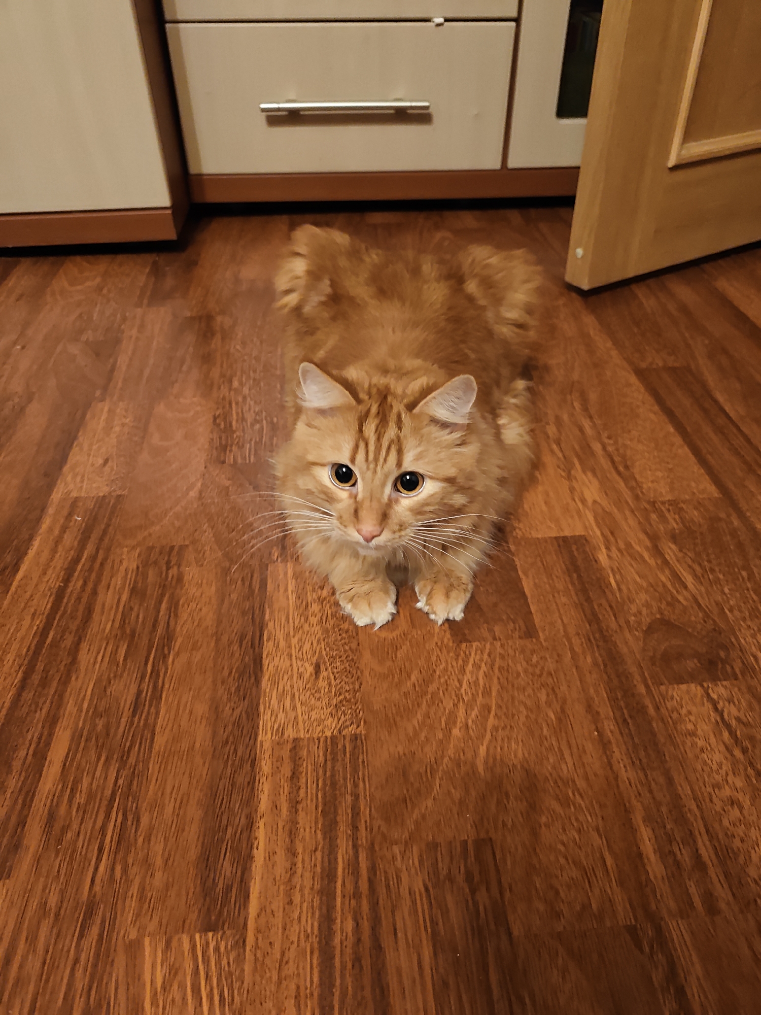 An orange tabby cat is lying on a wooden floor. The cat is facing the camera with its paws tucked under its body. The cat has large, round eyes and a fluffy tail. The floor is made of dark brown wood planks. In the background, there is a white cabinet with silver handles and a wooden door. The scene appears to be indoors, possibly in a home or apartment. There is no indication of the specific location within the city of Arkhangelsk, Russia.