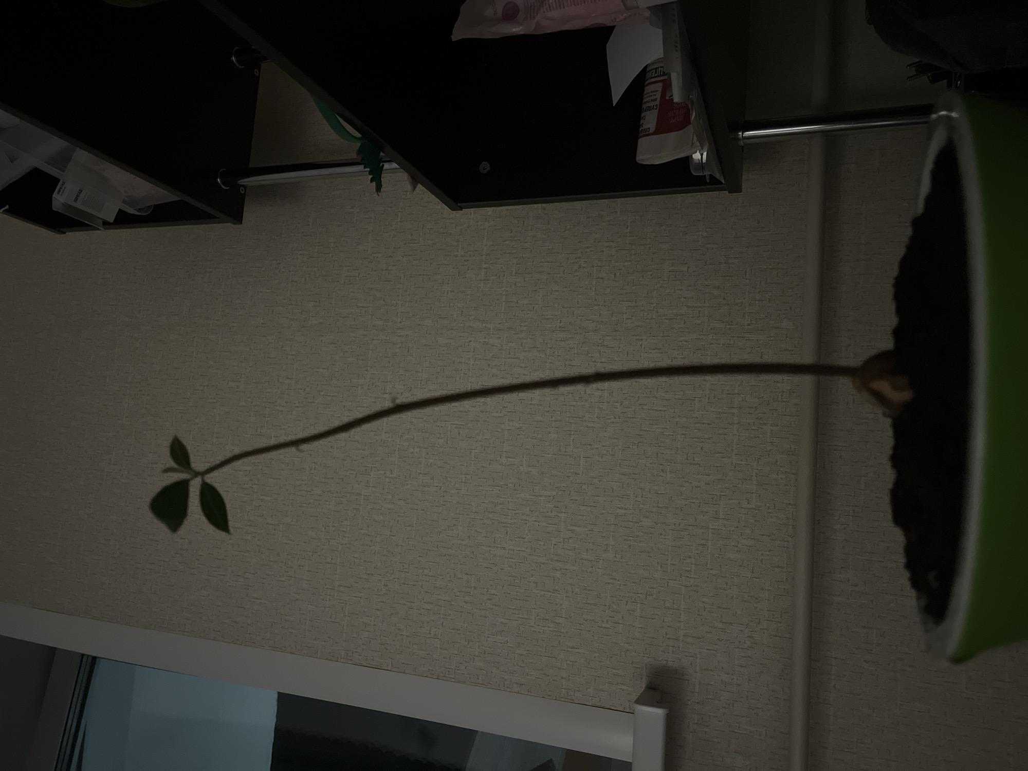 A long, thin stem with a small cluster of leaves at the end arcs across the frame from a green pot filled with soil. The pot is partially visible on the right side of the image. The stem is light brown and appears to be growing towards the left. The leaves are dark green and have a distinct shape. The background consists of a textured, light brown wall. A window frame is visible at the bottom left. The upper portion of the frame contains a dark shelf with various items, including containers and packaging. The image appears to be taken indoors. The location is likely Chaikovsky, Russia.