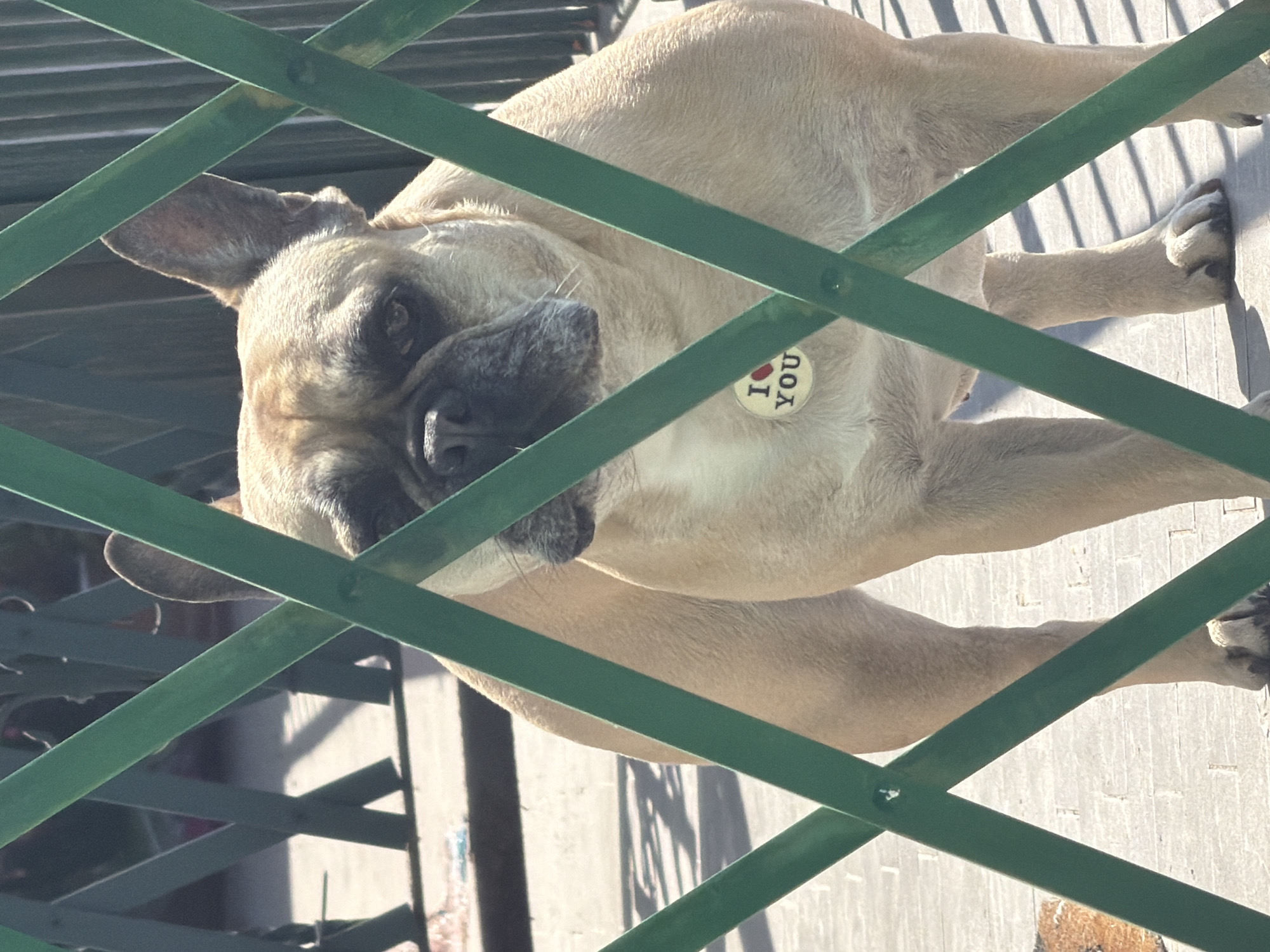 A tan-colored French Bulldog is viewed through a green, metal fence. The dog has a black muzzle and wears a round tag that reads "I ❤️ YOU". The dog is lying on a light-colored surface, possibly concrete or tile. Shadows cast by the fence are visible on the surface. The location, Milan, Italy, is assumed.