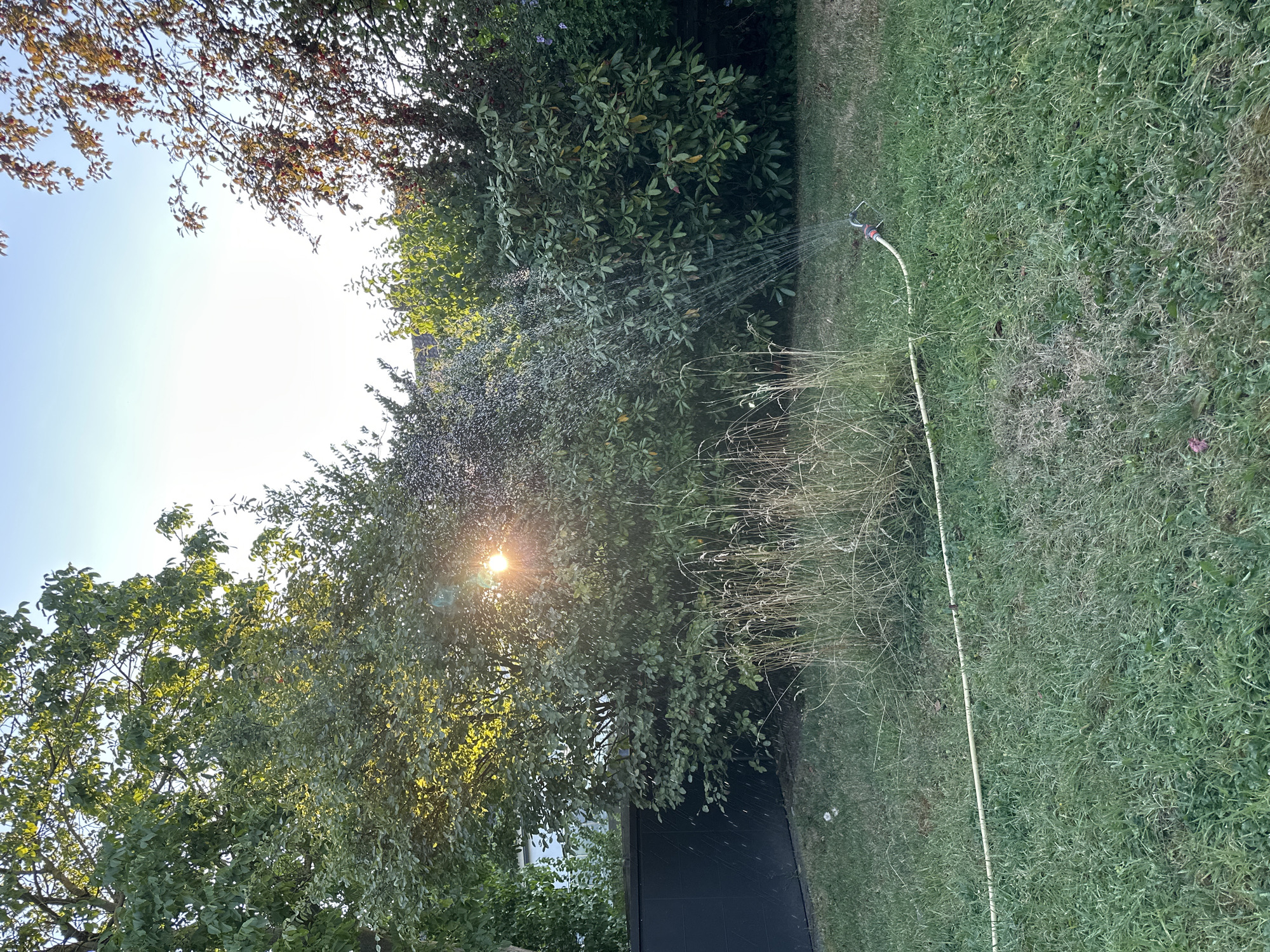The image depicts a backyard scene in Krefeld, Germany, likely during a sunny late afternoon or early evening. A garden sprinkler is actively watering a patch of grass and some overgrown dry reeds. The sprinkler is connected to a light-colored hose that runs across the lawn. Behind the grass, there is a dense hedge of green leafy bushes, with the sun peeking through the branches of a large tree, creating lens flare and illuminating falling water droplets. To the left, a dark, modern-looking fence or wall is visible. The sky is clear and bright blue. There are no people visible in the image.