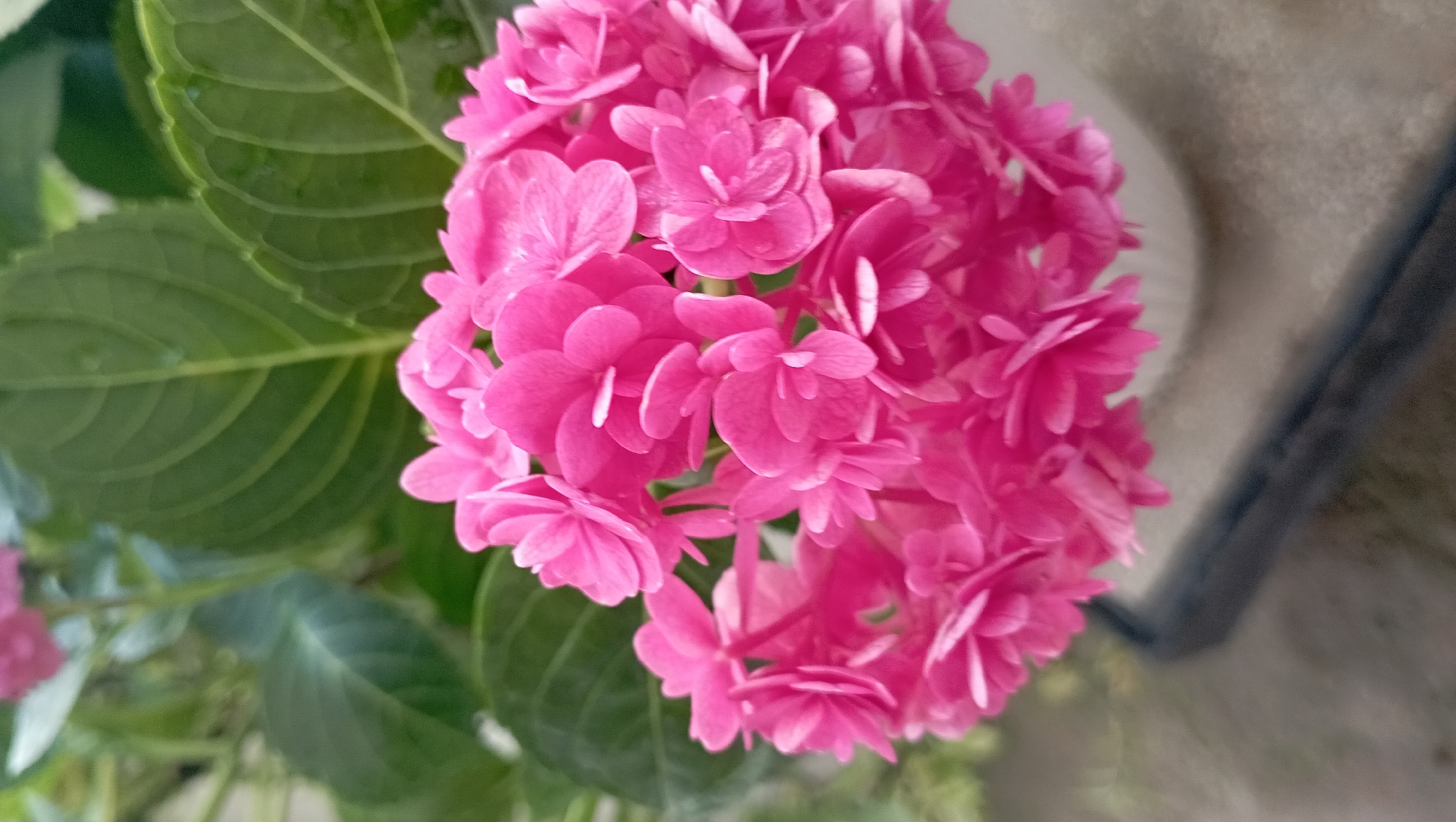 The image shows a close-up of a pink hydrangea flower in full bloom. Green leaves are visible to the left of the flower head. The background is blurred and includes a neutral colored surface. The location is likely within a residential area.