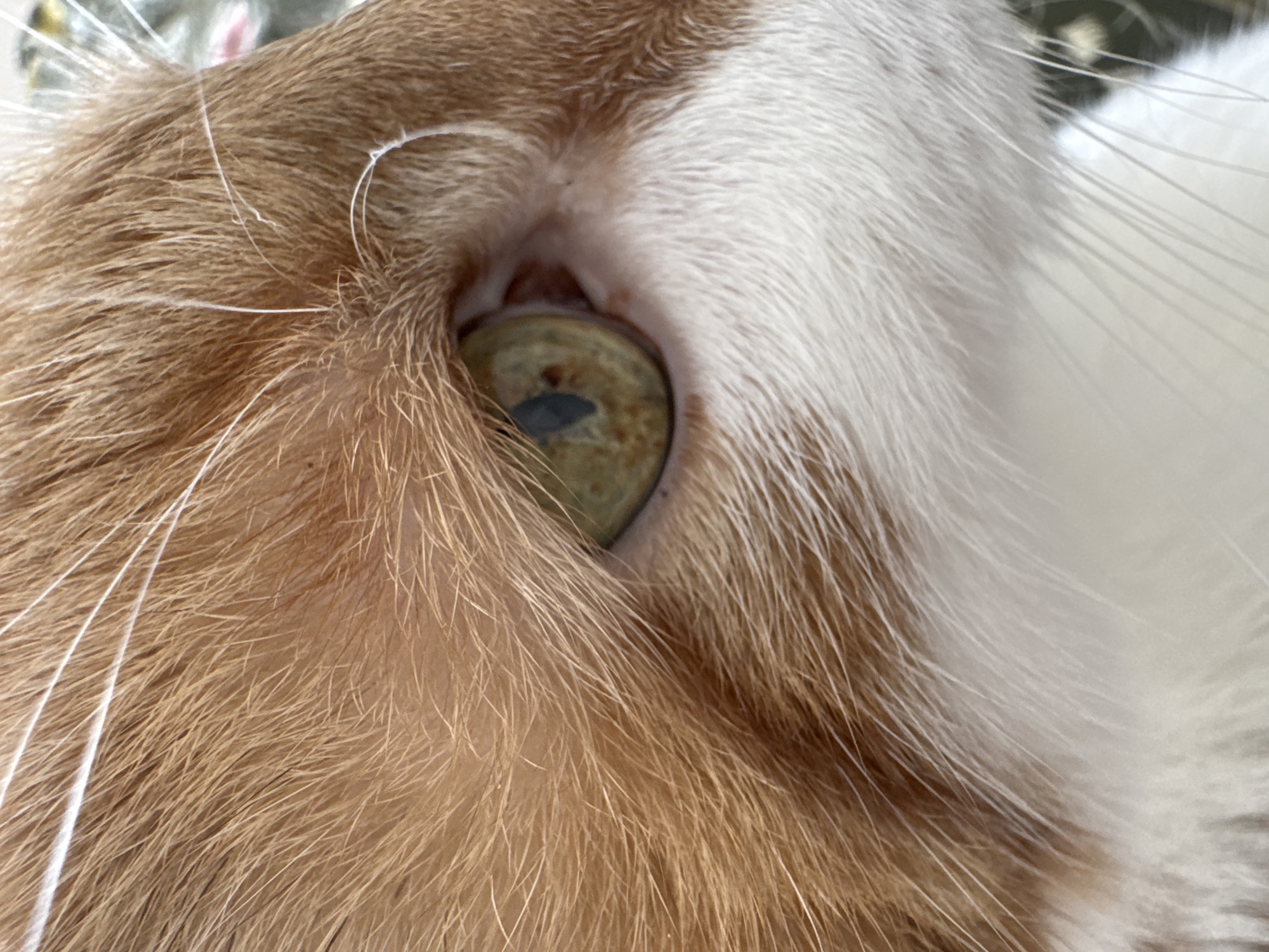A close-up photograph shows the eye of a cat. The fur surrounding the eye is orange and white. The cat's eye is green with a dark, vertical pupil. The location is not identifiable as Riga, Latvia based on this image.