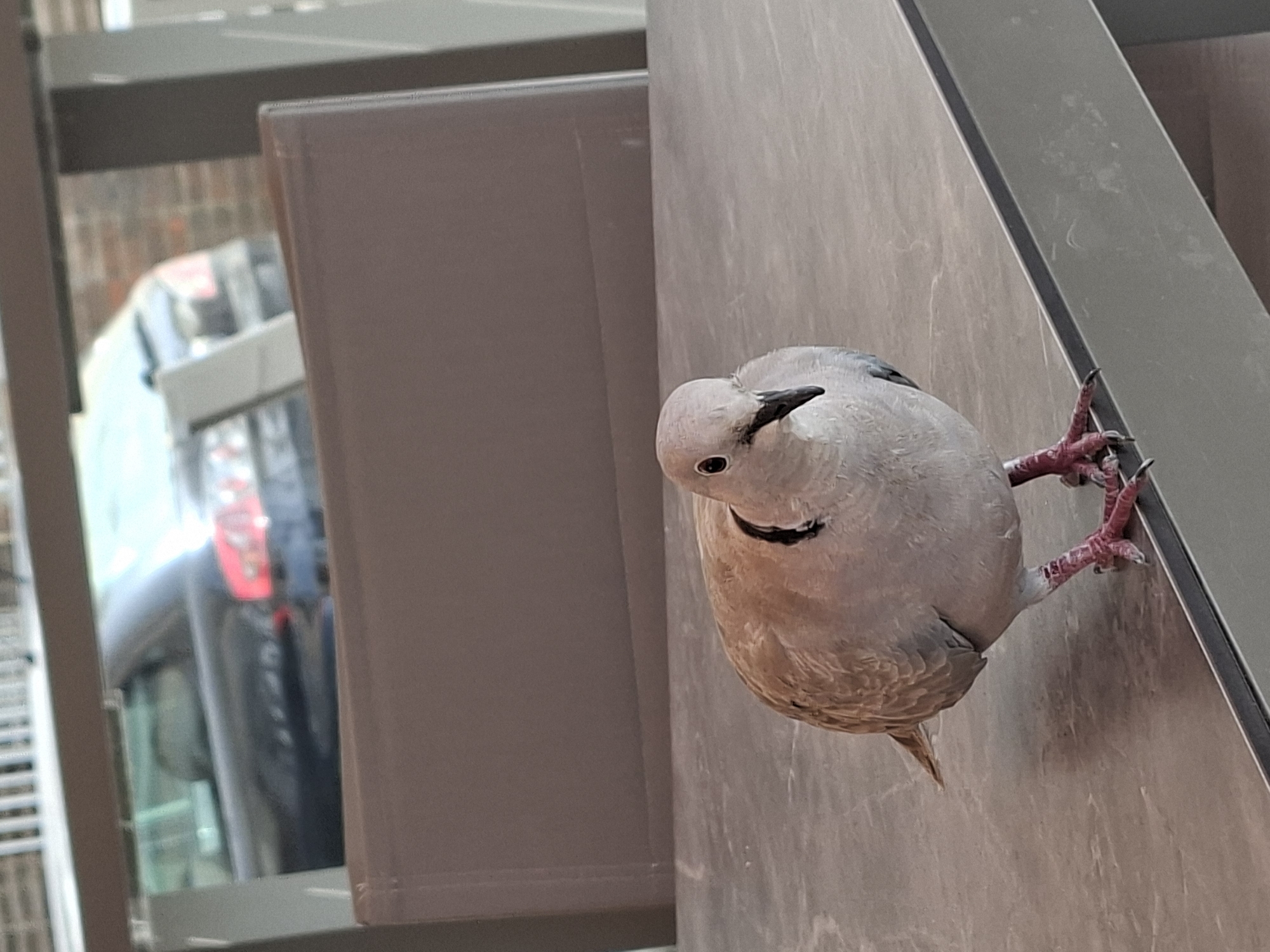 A Eurasian Collared Dove is perched on a grey speckled table in what appears to be an outdoor seating area. The dove is facing the camera and has light grey plumage with a dark band around its neck. Its legs are pink. In the background, a dark-colored car is visible, and beyond that, a brick building. The scene suggests a setting in Torrevieja, Spain, likely a patio or terrace of a restaurant or home.