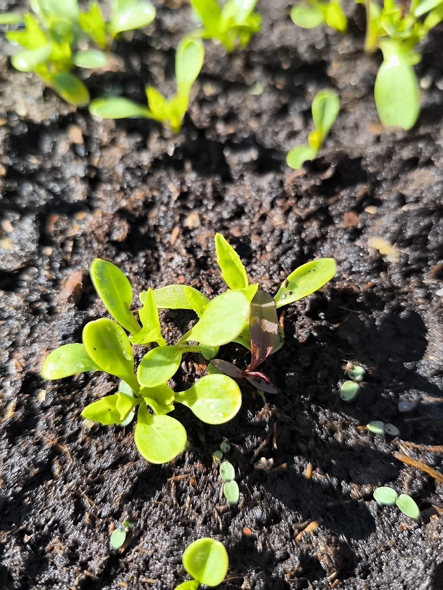 The image shows a close-up view of seedlings growing in dark, moist soil. The seedlings have small, bright green leaves. Some tiny, oval-shaped seeds are scattered on the soil surface. One seedling has a reddish-purple stem. The location is unknown.