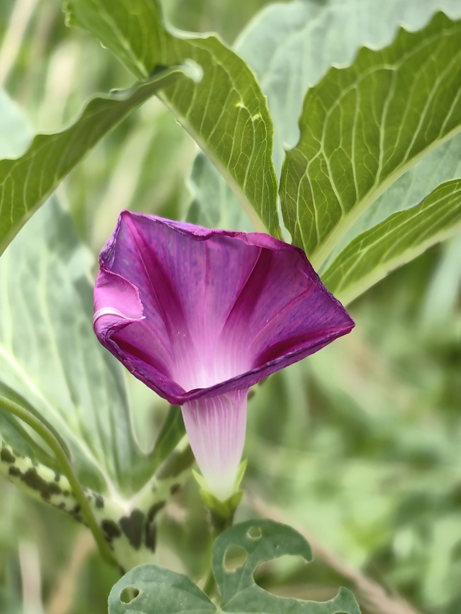 A close-up, eye-level shot features a solitary, partially unfurled purple morning glory flower in the foreground. The flower's petals display a gradient of color, transitioning from a deep purple at the edges to a soft pink and white at the base. The flower is surrounded by large, vibrant green leaves, some of which show signs of insect damage with small holes. The background is a blur of green foliage, indicating an outdoor, natural setting. The image was taken in Barheta, India.
