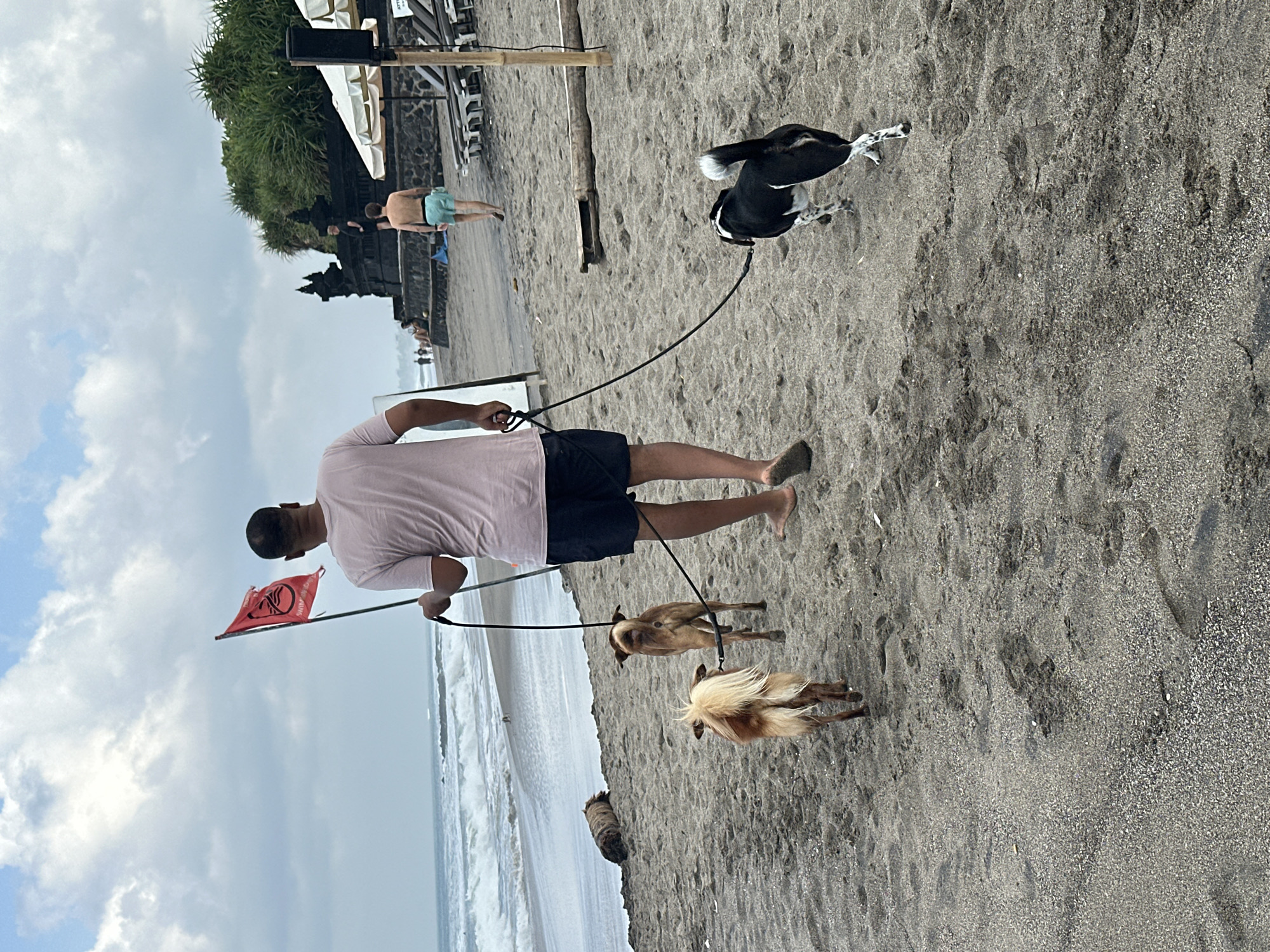 In North Kuta, Indonesia, a man walks with three dogs on a sandy beach. The man, wearing a pink t-shirt and dark shorts, holds leashes for two dogs in front of him and one dog to his right. The dogs are a black and white breed, a tan and white breed, and a brown breed. The ocean is visible to the left of the frame with moderate waves. A red flag with a symbol is being held by the man, suggesting a warning for swimmers. In the background, a stone structure with intricate carvings is present, possibly a temple, surrounded by lush green vegetation. Several lounge chairs and umbrellas are set up on the beach, and other individuals can be seen in the distance. The sky is overcast with scattered clouds.