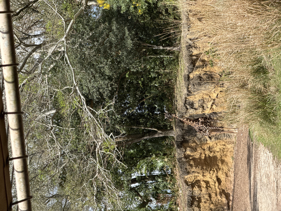 The image depicts a subadult reticulated giraffe (Giraffa camelopardalis reticulata) standing at the base of a simulated rock and earthen embankment within a safari park or zoological exhibit. The scene is located in Bay Lake, United States, likely within Disney's Animal Kingdom. The giraffe, characterized by its distinctive brown and cream polygonal patch pattern, faces slightly right, with its head and upper neck extending above the elevated terrain. Its lower body is partially obscured by the embankment and tall, dry, light brown grasses in the immediate foreground, which occupy the lower right quadrant. To the lower left, a bare, light brown dirt or sand path is visible. The embankment itself is composed of stratified, yellowish-brown earth, exhibiting signs of erosion and forming a natural barrier. Above the embankment and behind the giraffe, a dense tropical or subtropical forest ecosystem is present, featuring a mix of deciduous trees with light-colored, bare branches and various evergreen trees with dark green and lighter green foliage, along with palm-like plants. A small section of clear blue sky is visible through the tree canopy. A horizontal metal bar or railing with evenly spaced loops is visible at the very top of the frame, suggesting the image was captured from within a vehicle or observation structure.