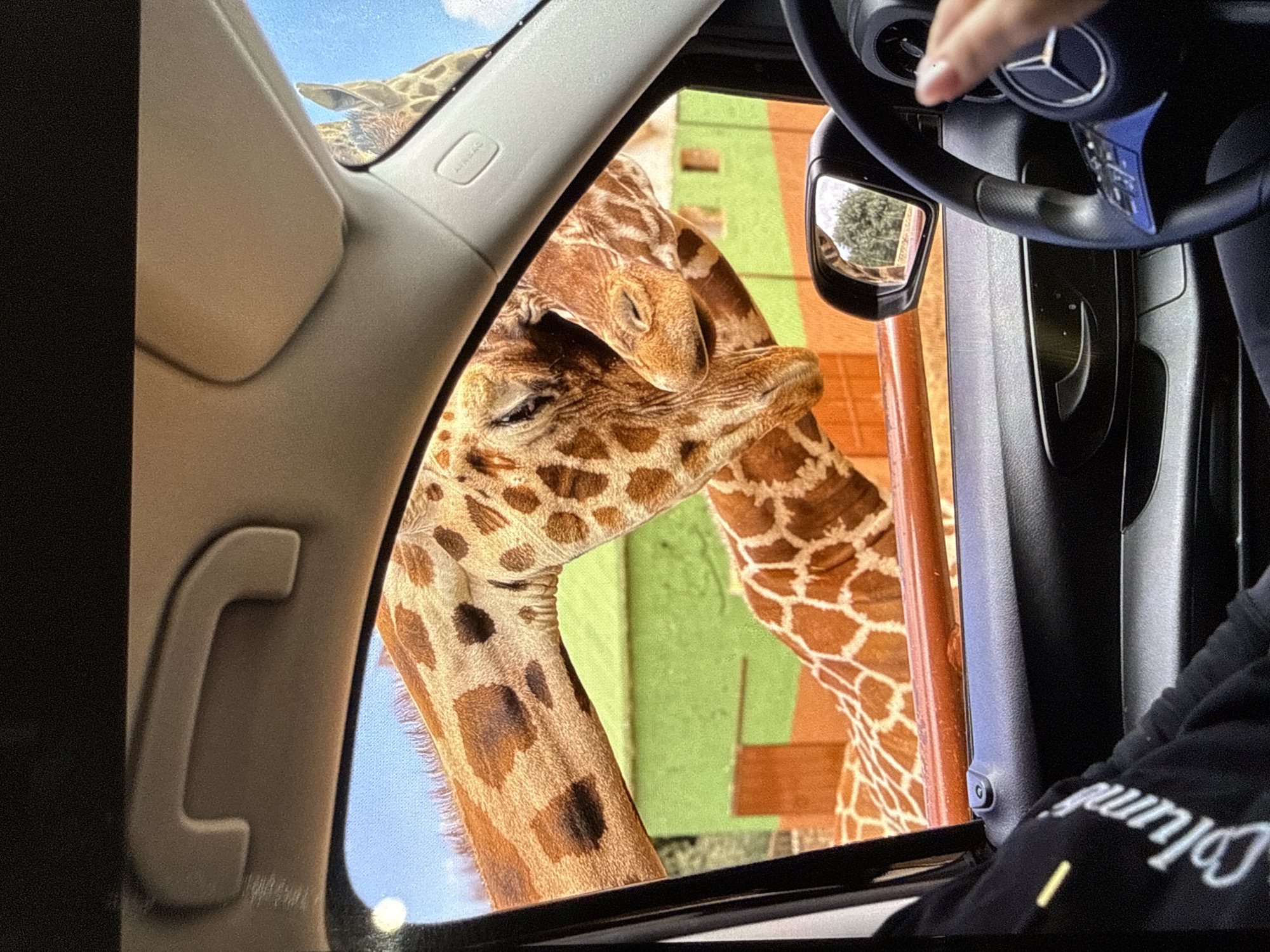 The scene is viewed from inside a car. A giraffe is outside the driver's side window. The giraffe's head and neck are close to the window. The giraffe has brown spots. The building visible behind the giraffe is painted orange and green. The car's steering wheel and a passenger are visible inside the car. The car's side mirror reflects a tree. The location is unknown and cannot be found in Sofia, Bulgaria.
