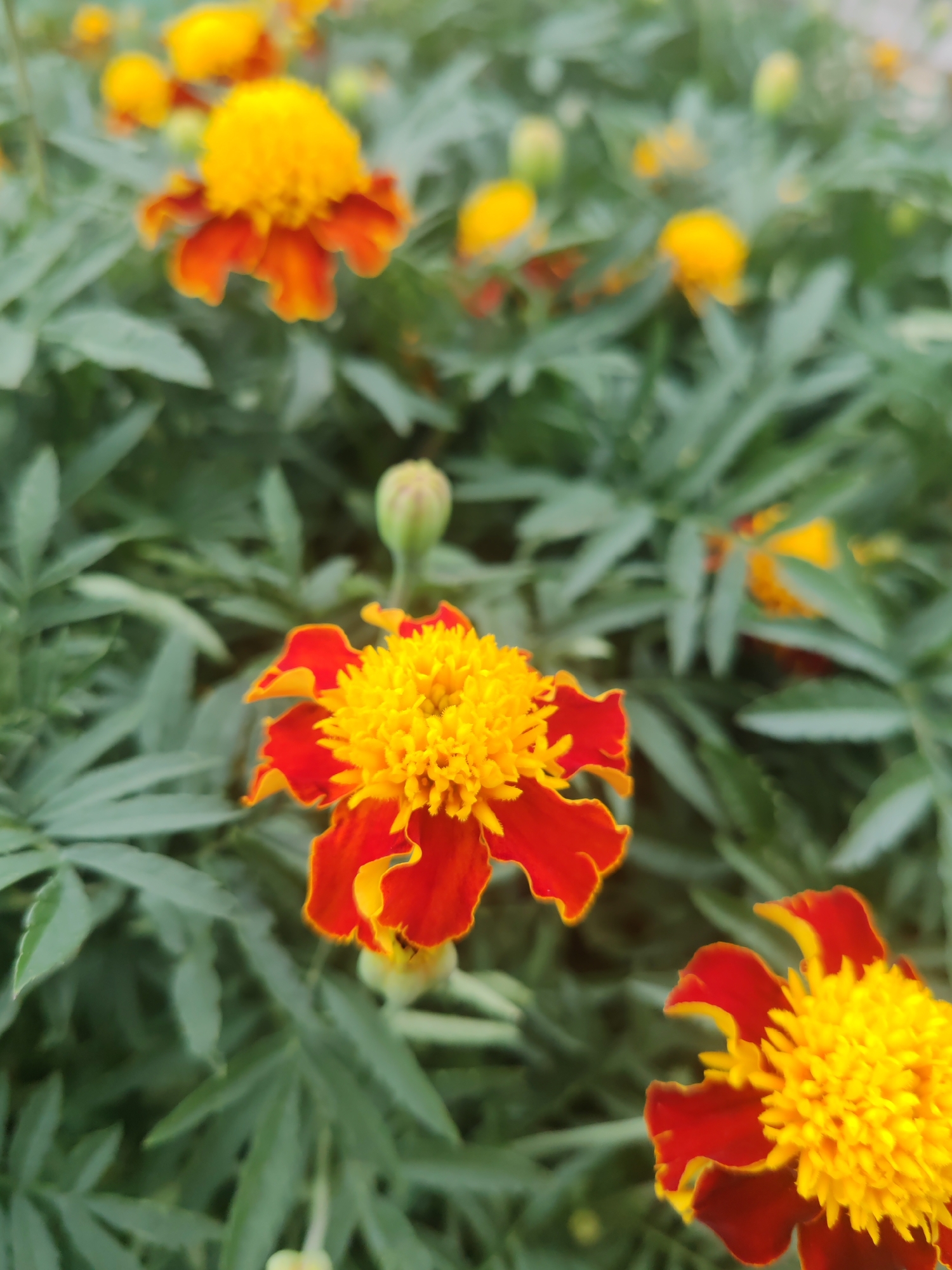 A close-up, shallow depth-of-field shot of several marigold flowers in bloom. The flowers are predominantly orange and yellow, with ruffled petals. The background consists of green foliage and other out-of-focus flowers. The image appears to have been taken outdoors in a garden setting. There is no indication of the specific location within Krasnoyarsk, Russia.