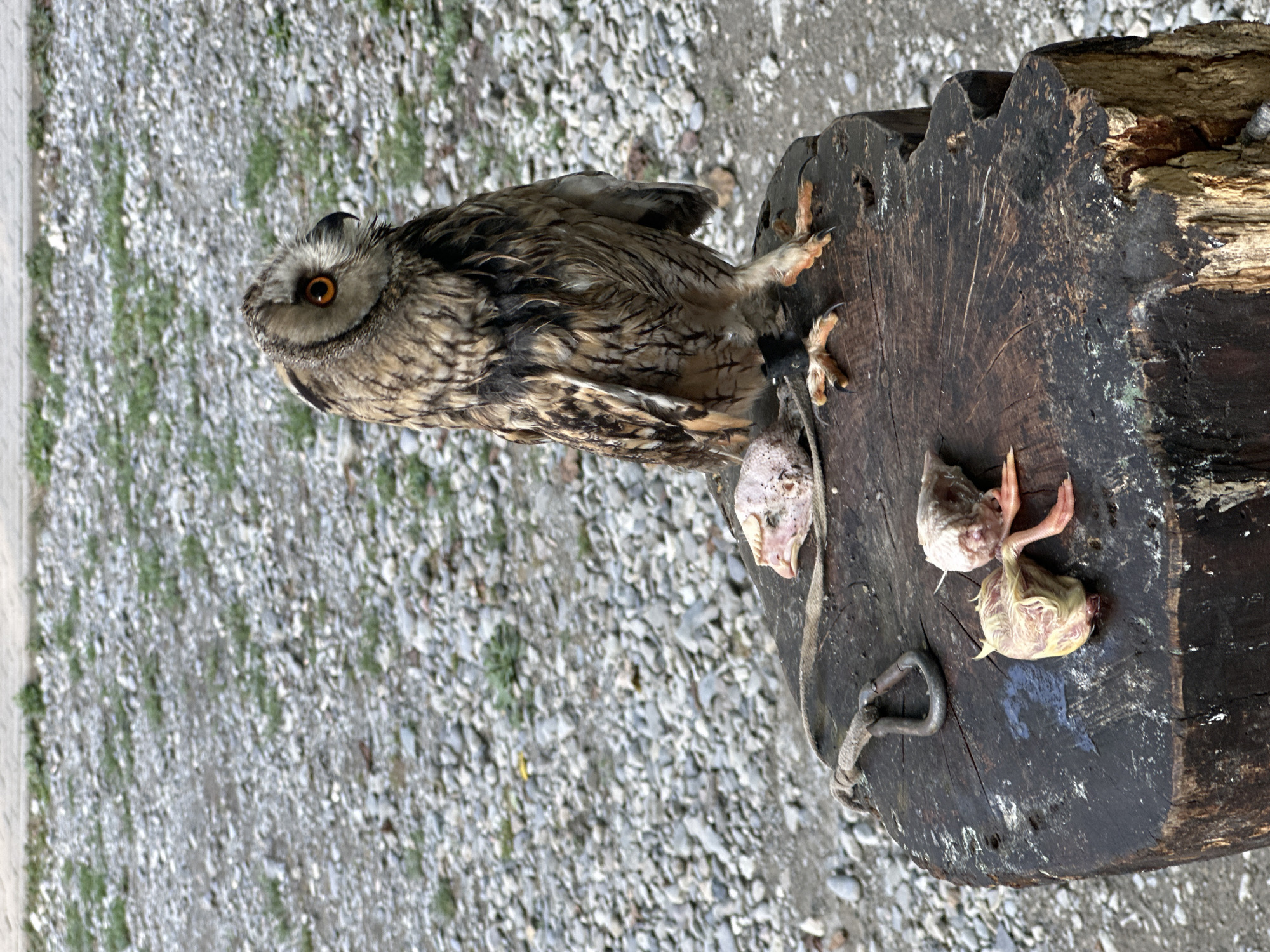 A long-eared owl stands on a dark, rough-hewn wooden stump in Bol'shoi Kichmai, Russia. The owl is facing to the right, with its head turned slightly, showcasing its prominent orange eyes. Its plumage is a mix of brown and black barring, with some lighter brown feathers on its chest. A black band is visible around its left leg, near its talons.
On the surface of the stump, in front of the owl, are three dismembered bird carcasses. The one closest to the owl appears to be a whole bird, with its head and pink legs visible. To the left of this, there are two other pieces, one of which is a bird's head. A thick, frayed rope with a metal loop is also attached to the stump, to the left of the carcasses.
The stump itself is weathered and appears to be old, with visible cracks and a rough texture. The background consists of a gravelly ground with patches of green grass. The lighting suggests it is daytime, with soft shadows.