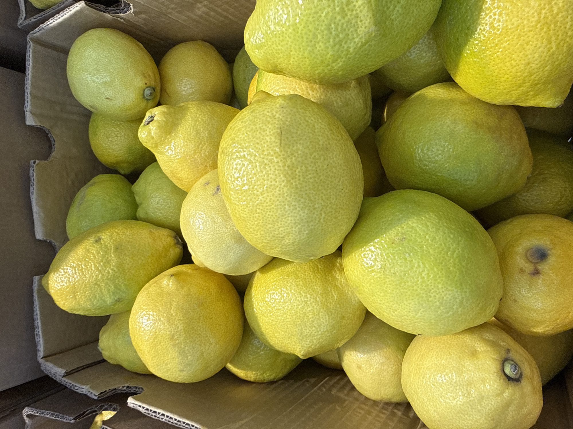 This media file is a close-up, top-down shot of a large quantity of lemons piled inside a cardboard box. The lemons are various shades of yellow and green, with textured rinds. Some lemons are whole, while others appear slightly bruised or imperfect. The box is made of corrugated cardboard and shows signs of wear. The lighting suggests it is daytime, possibly outdoors or in a well-lit indoor space. The lemons are the sole focus of the image, with no people or other objects visible. There is no visible text in the image. The scene depicts a collection of fresh produce, likely ready for sale or distribution, in a setting that appears to be a market or storage area.