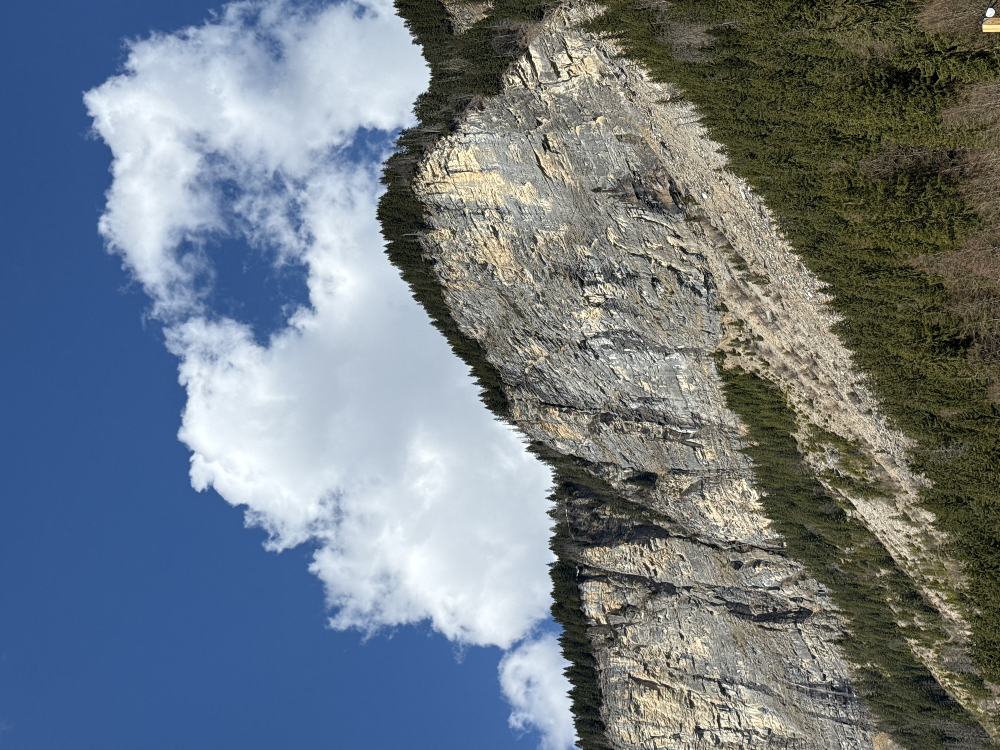 The image captures a steep, rocky cliff face in Avoriaz, France, against a backdrop of a clear blue sky with puffy white clouds. The cliff is stratified with visible layers of gray and light tan rock. A line of green coniferous trees clings to the edge of the cliff top and extends down the slope in patches. Lush green vegetation covers the ground to the right. The image is oriented at an angle. There are no people present in the image.