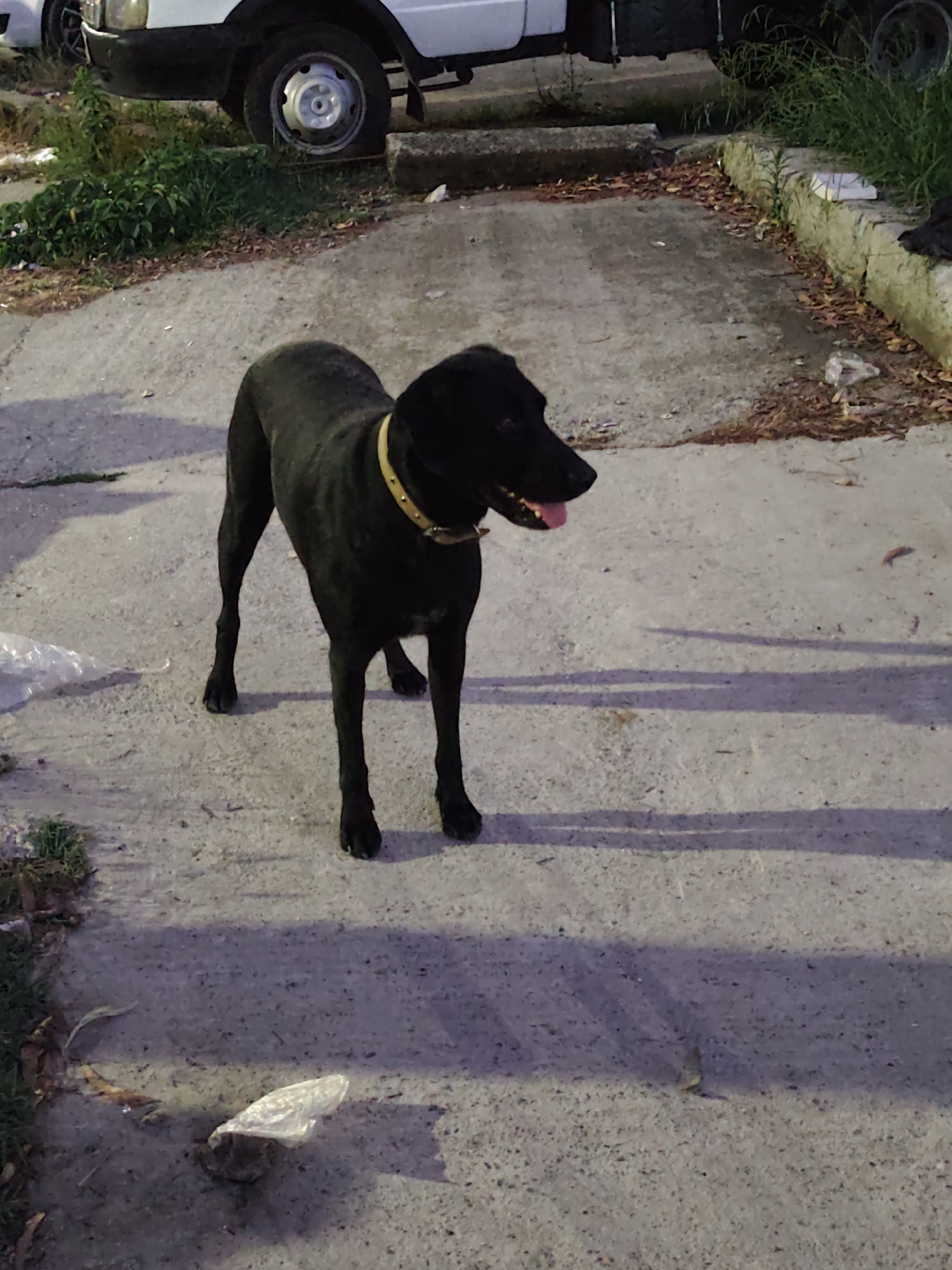 A black dog with a yellow collar stands on a concrete surface. The dog is facing to the right, with its mouth open and tongue visible. In the background, a white vehicle with a black bumper and a silver wheel is parked. The ground is a mix of concrete and dirt, with some green vegetation and fallen leaves. There are also shadows cast on the ground, suggesting it is daytime. A piece of white plastic trash is visible on the ground in the lower left portion of the image. The scene appears to be an outdoor urban or semi-urban environment, possibly a driveway or a parking lot. It is difficult to determine the exact location within the city of Oryol-Izumrud, Russia, from the visual information provided.
