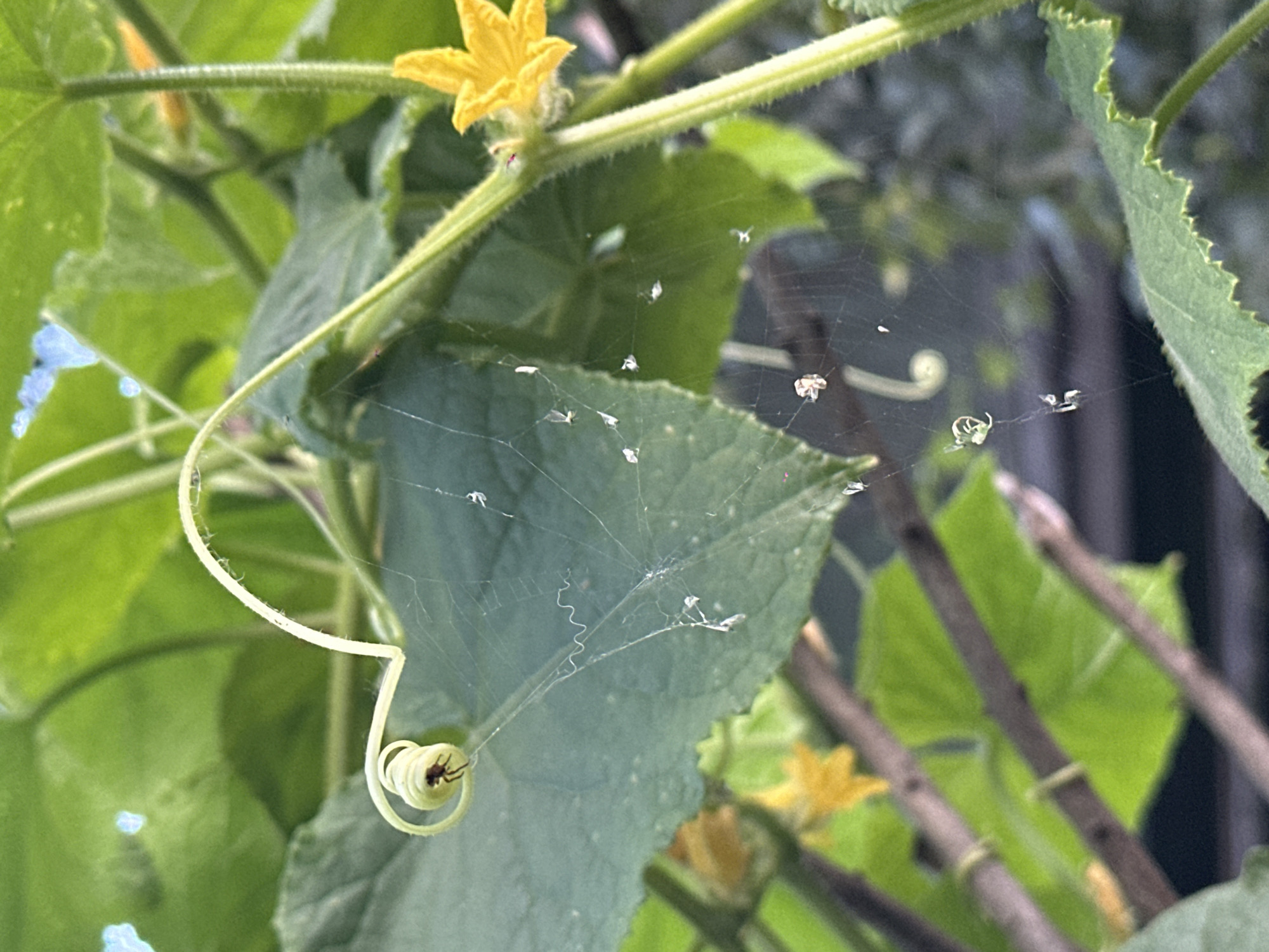 A close-up, vertical shot captures a delicate spiderweb adorned with several small, white specks, possibly insect remains or egg sacs, suspended between the lush green leaves and curling tendrils of a plant. A small spider, dark brown with visible legs, is perched on one of the spiraled tendrils on the left side of the frame. A vibrant yellow flower, with five petals, blooms on a thick, green stem to the right. The background is a blur of green foliage and hints of darker, indistinct shapes, suggesting an outdoor, garden environment. The image does not contain any recognizable landmarks or elements that would allow for specific identification of its location within the city of Biysk, Russia.
